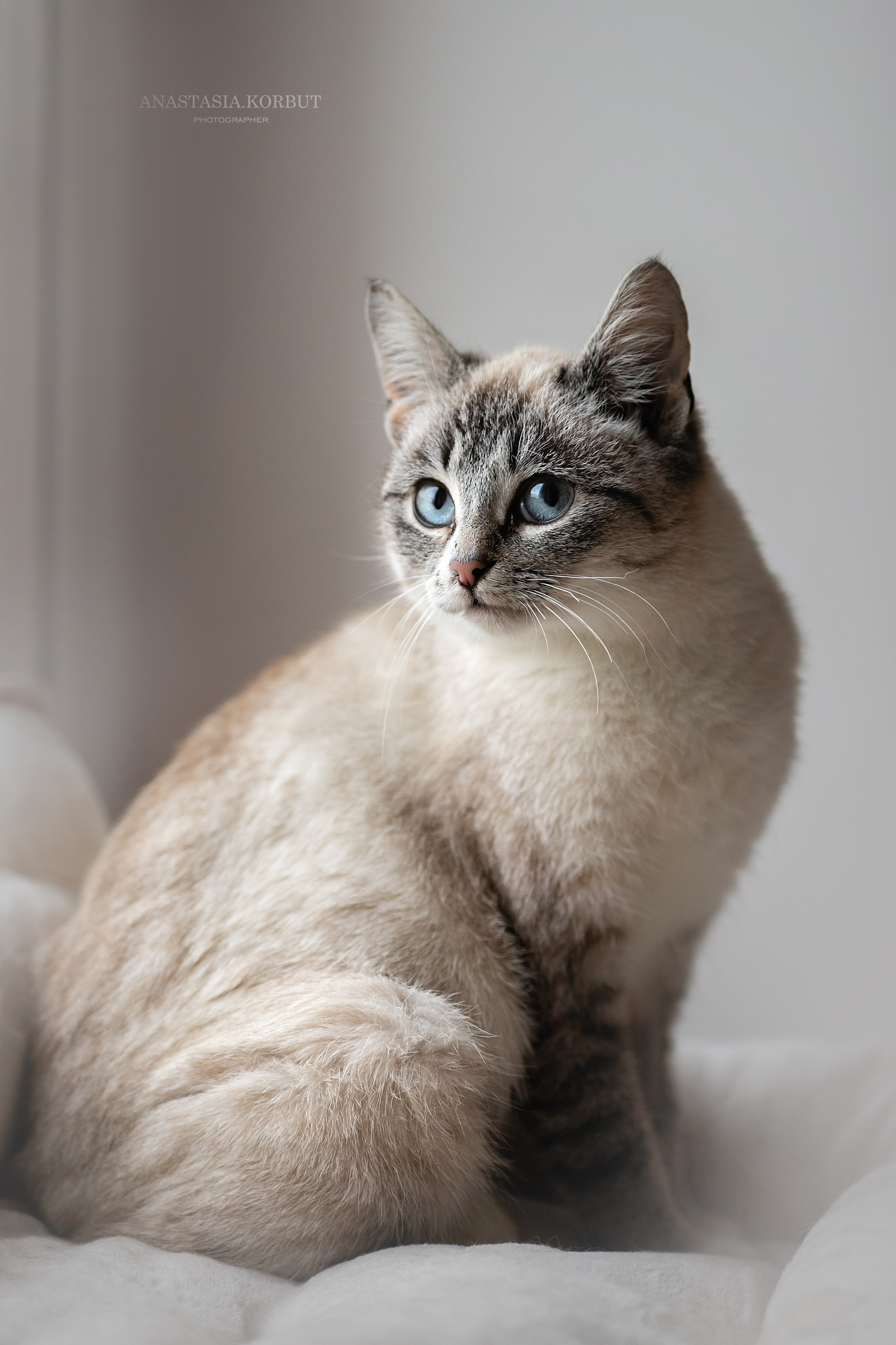 Котята в добрые руки. Арт фотограф в Минске Анастасия Корбут