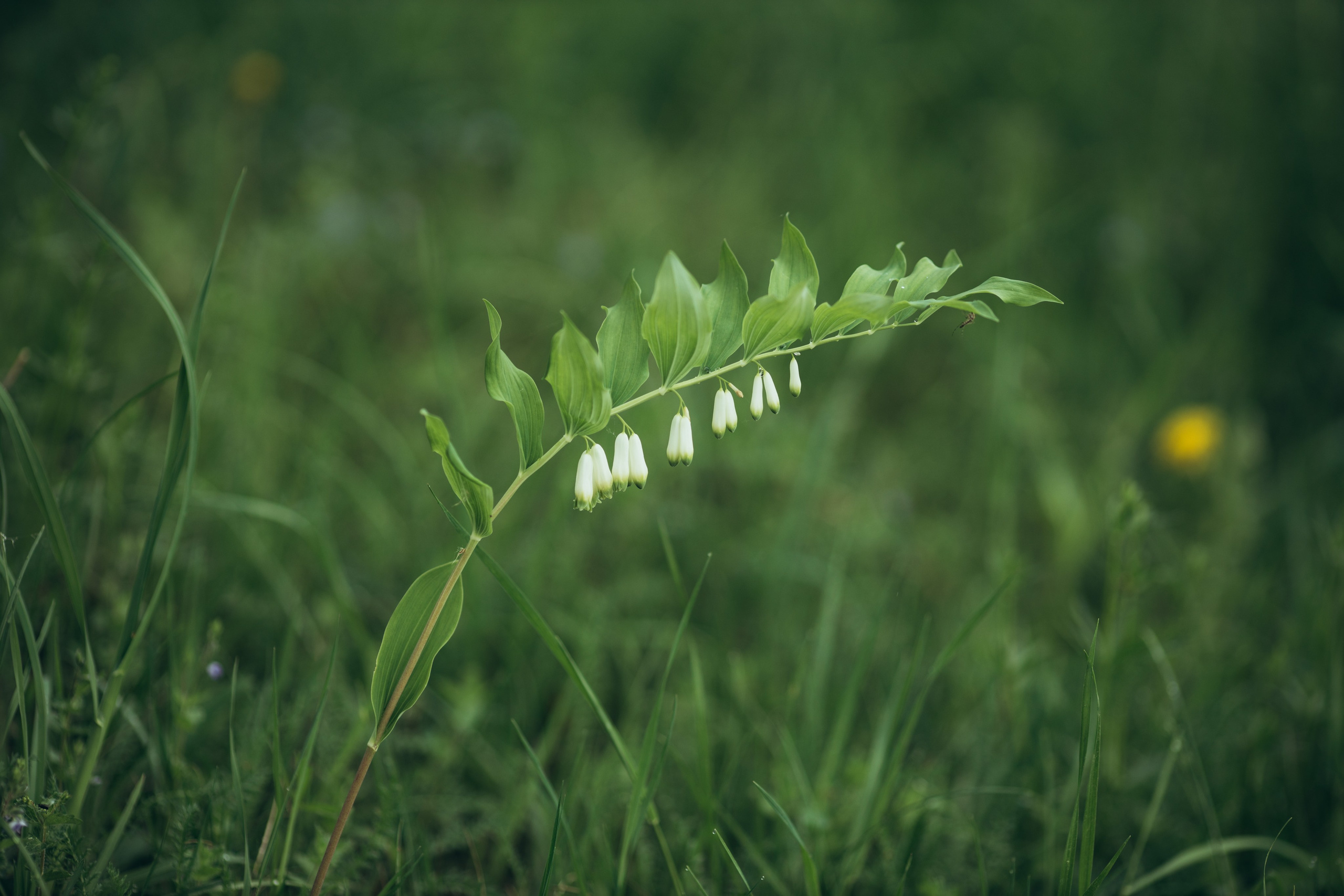 Природные пейзажи. Наталия Клевинскас портретный фотограф в Костроме