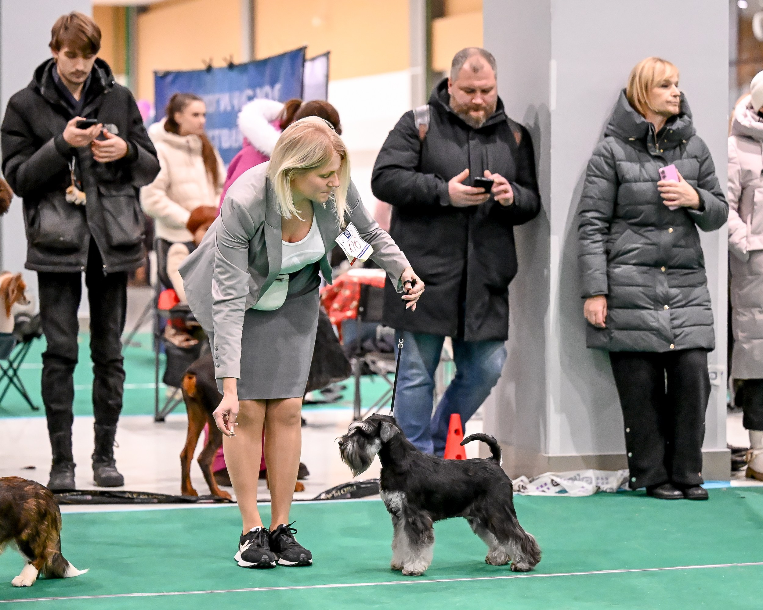 Бъянка/ Delinso Balance Cinzano Bianco. Питомник цвергшнауцеров в Беларуси «Делинсо Бэлэнс»