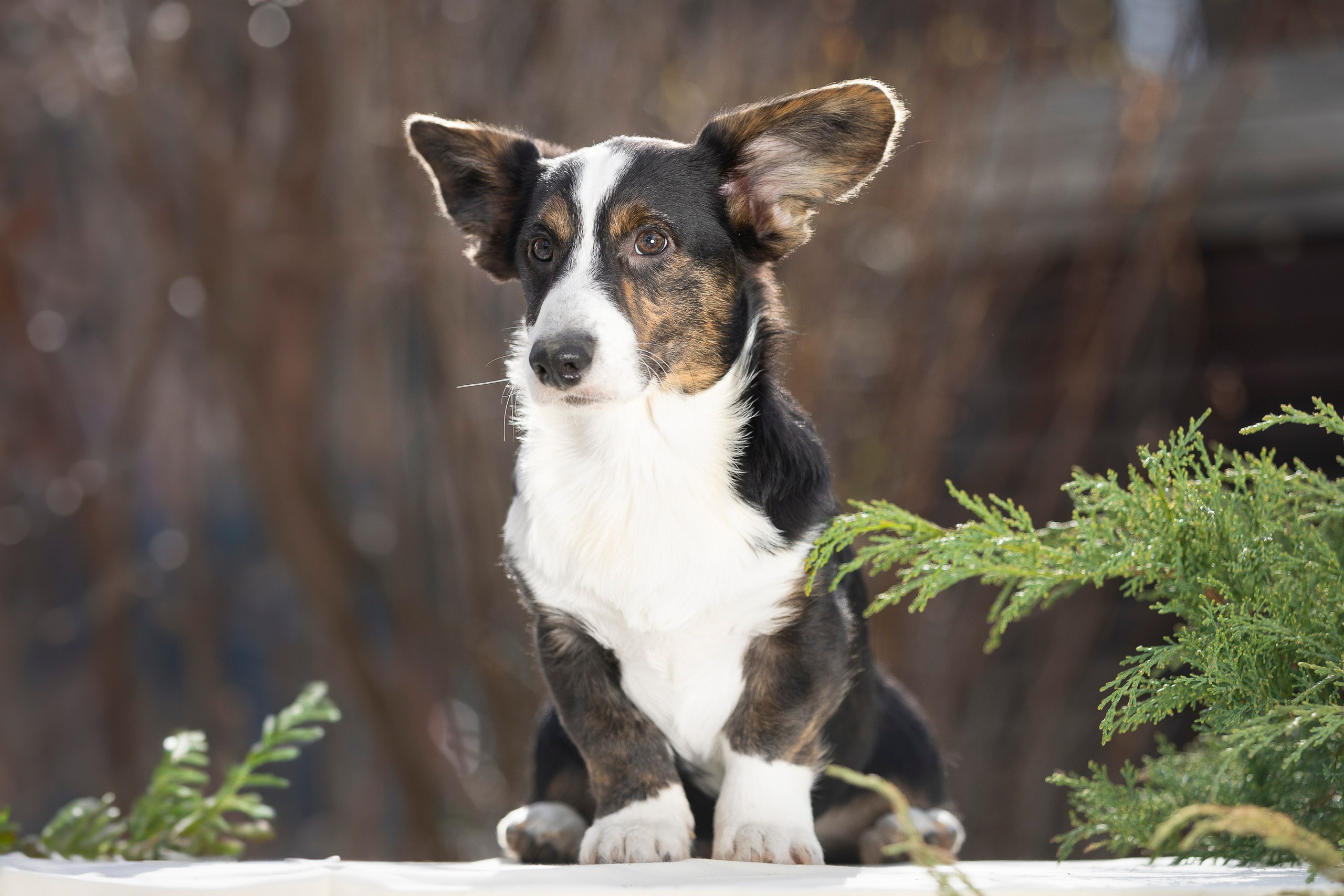 Вельш Корги Кардиган. Фотограф анималист, семейный фотограф, фотограф собак Комратова Мария. г. Москва