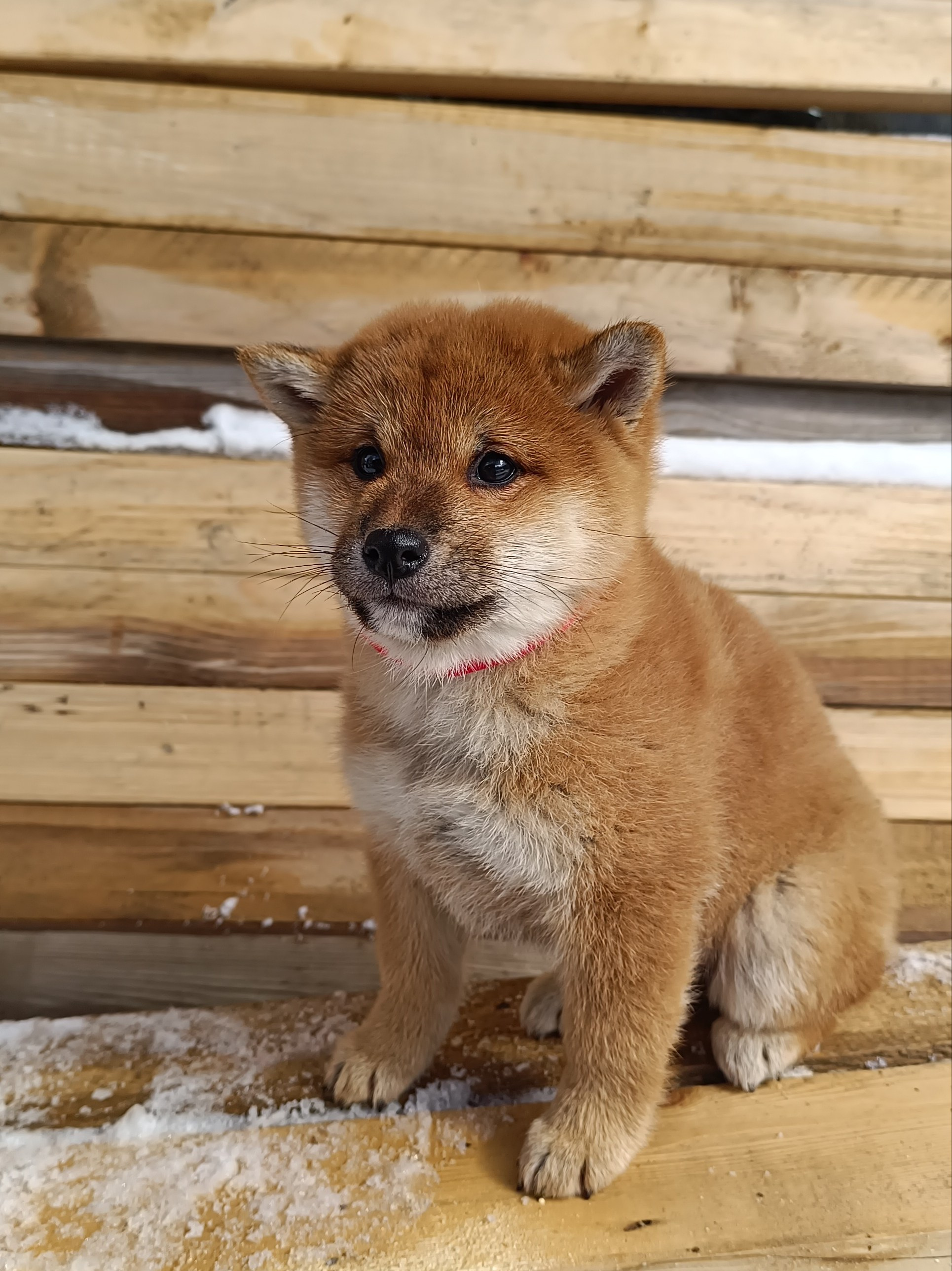 Сиба Rubylight Ellis питомник Рубилайт 