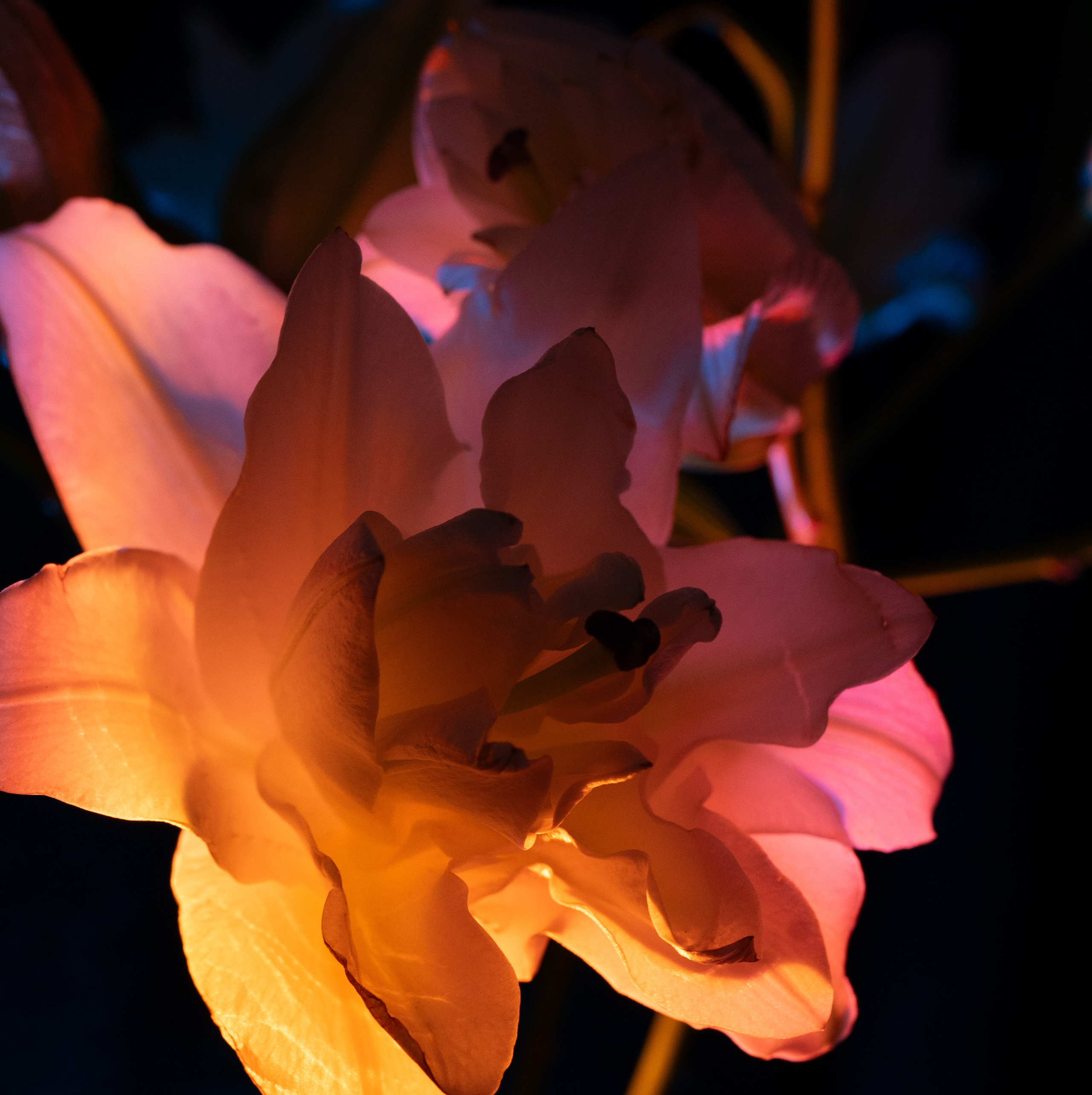 Shades of Bloom. Фотограф в Алматы Анастасия Новоселова