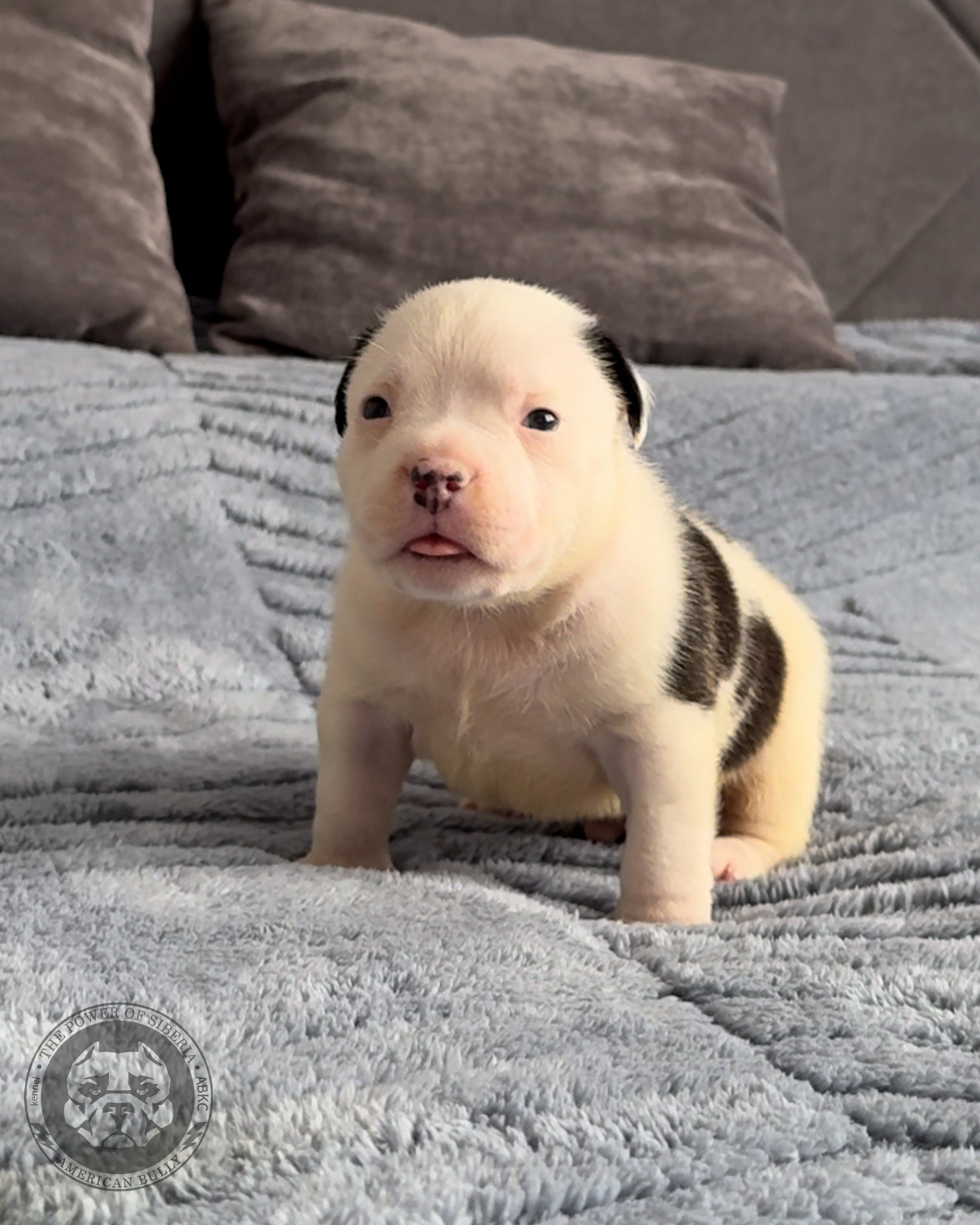 Свободные щенки Американский Булли стандарт и Свободные щенки Американский Булли классик. Американский Булли в г. Ростов-на-Дону. Питомник THE POWER OF SIBERIA