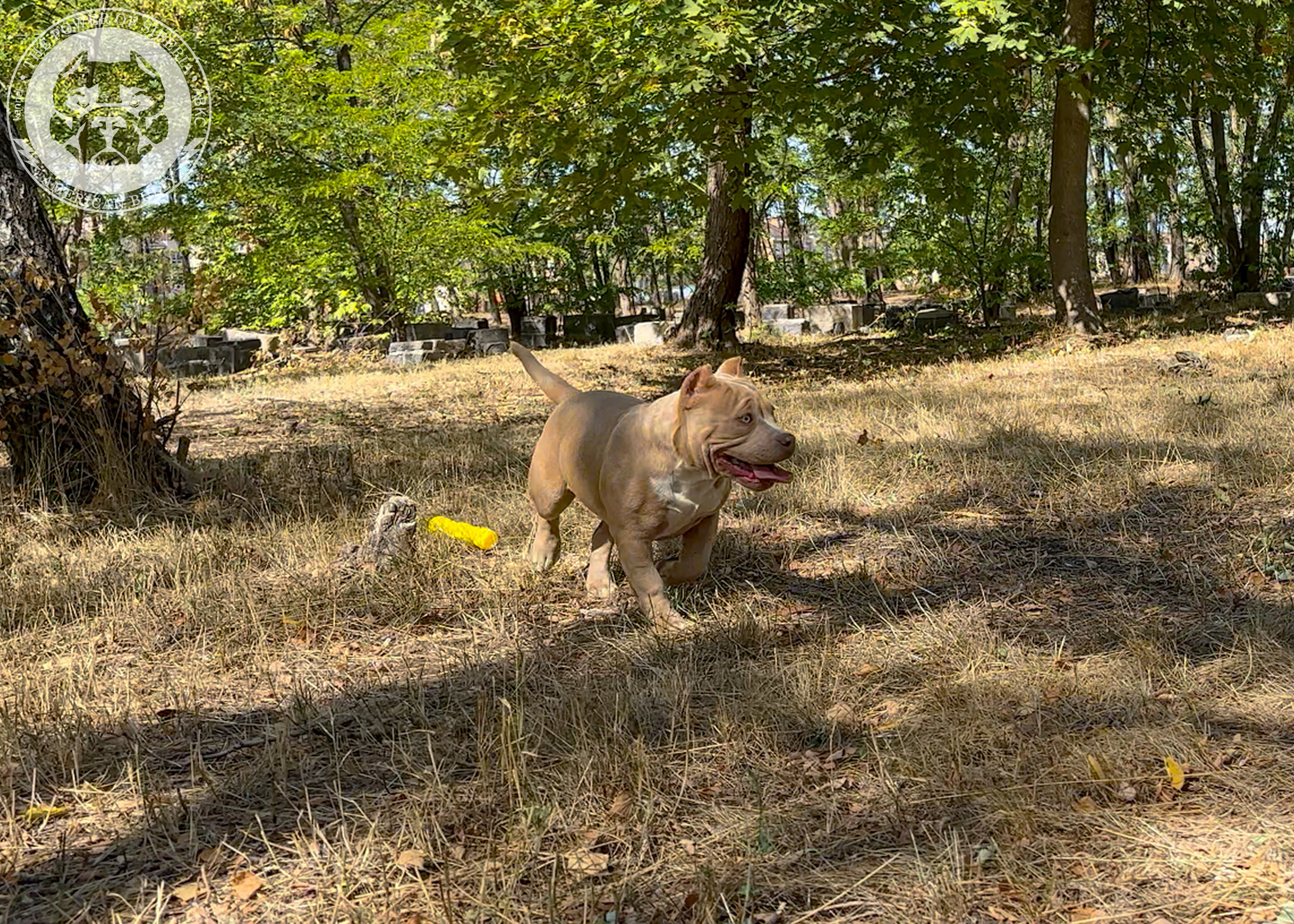 Помет Каспер и Тагира. 21.04.25. Американский Булли в г. Ростов-на-Дону. Питомник THE POWER OF SIBERIA