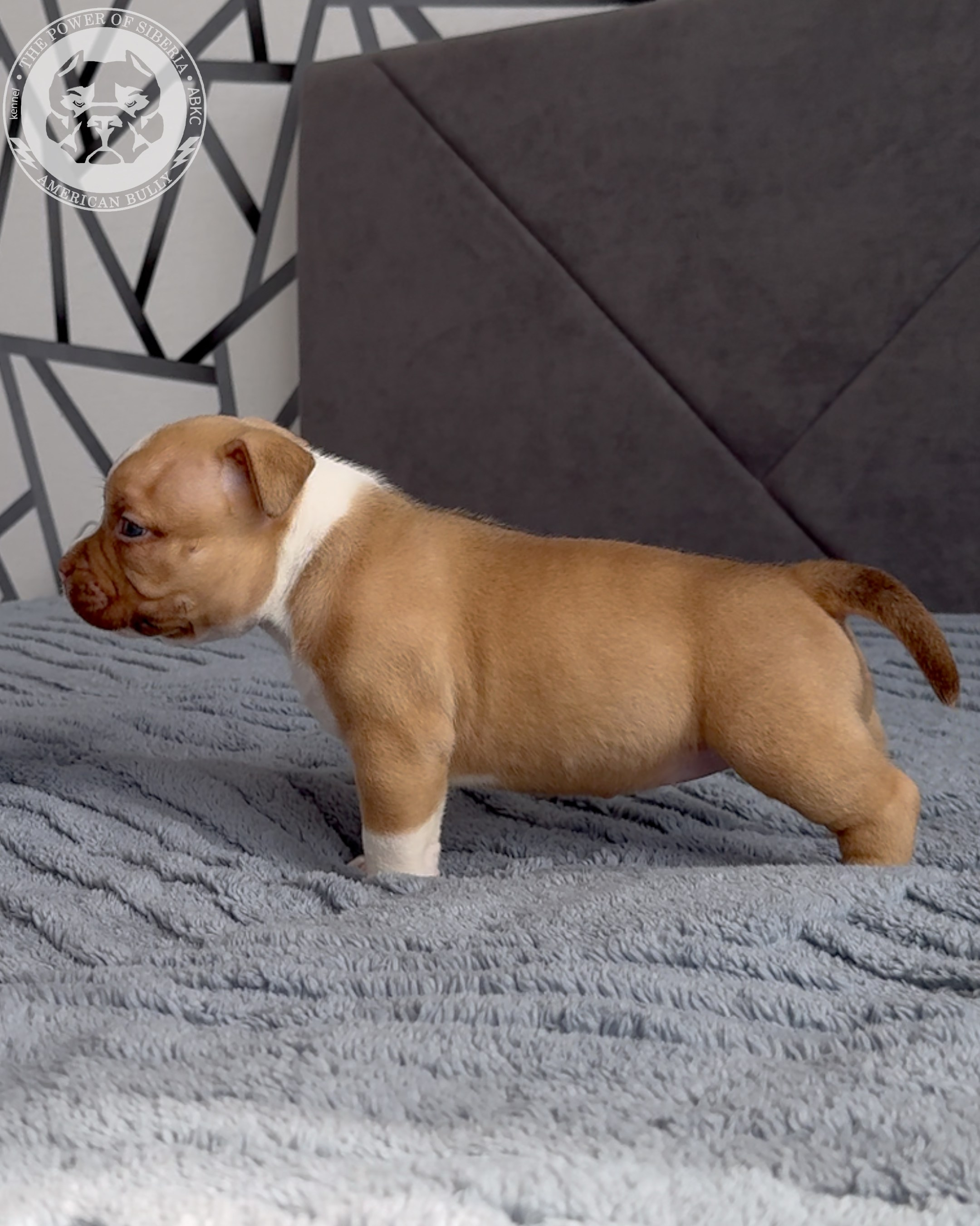 Свободные щенки Американский Булли стандарт и Свободные щенки Американский Булли классик. Американский Булли в г. Ростов-на-Дону. Питомник THE POWER OF SIBERIA