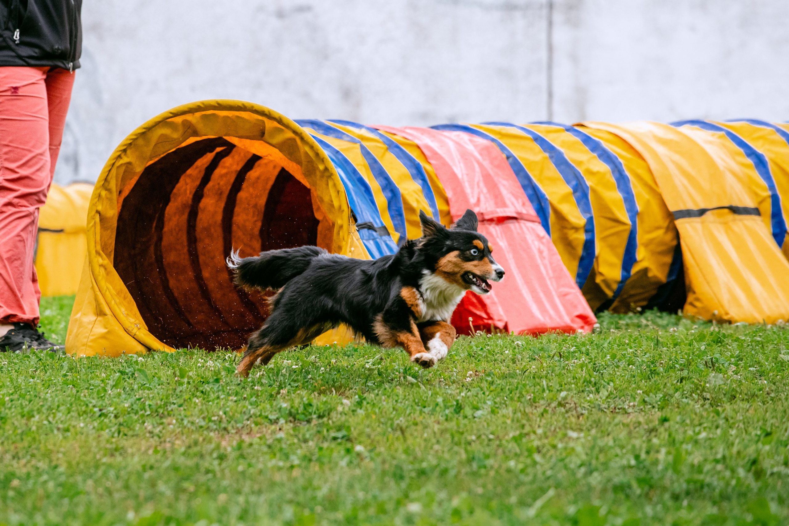 Соревнования по аджилити Долгопрудный 30.06.2025. Фотограф-анималист Татьяна Степанова