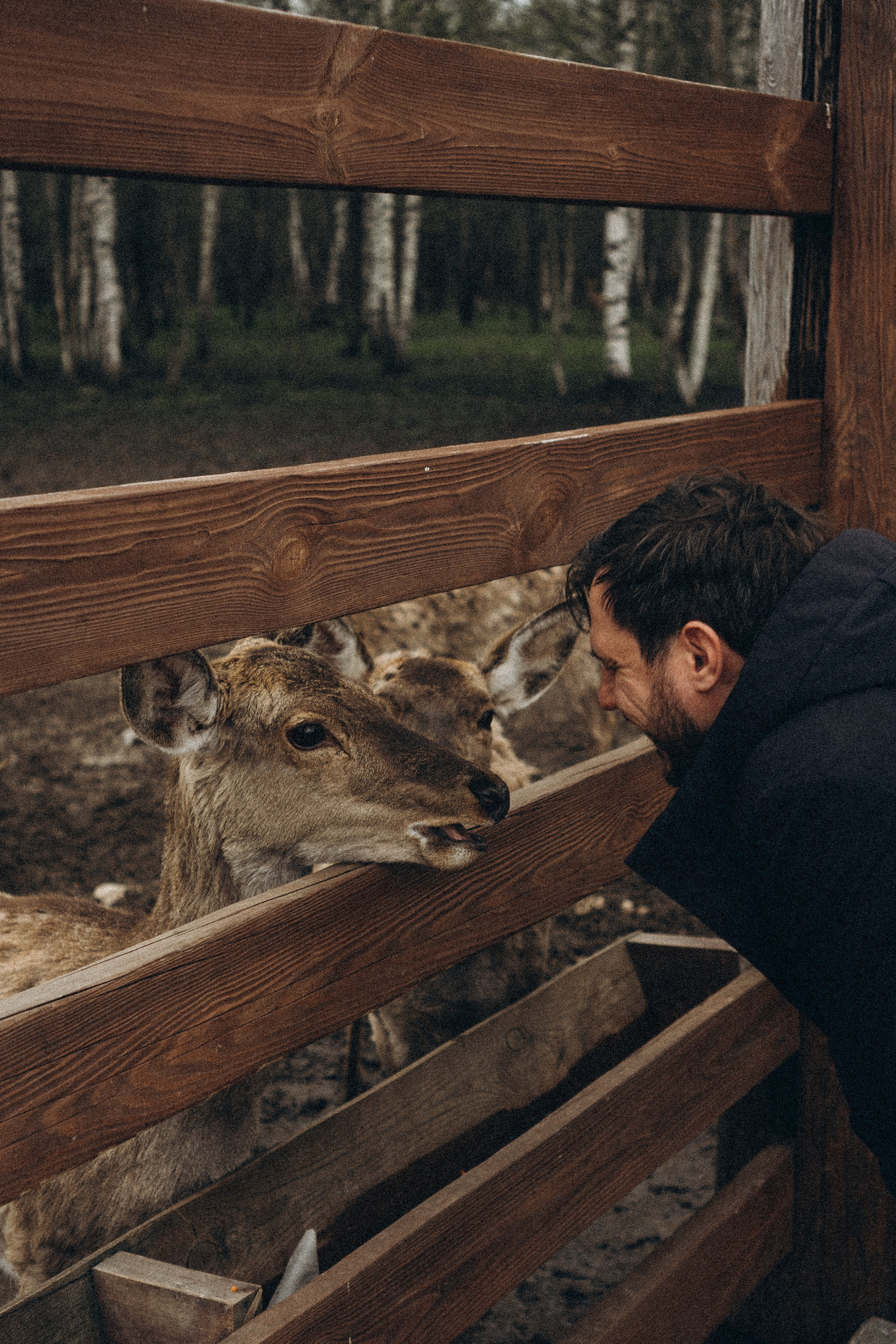 ОЛЕНЬЯ ФЕРМА В ТВЕРИ. Профессиональный фотограф, Санкт-Петербург — Виктория Богомолова