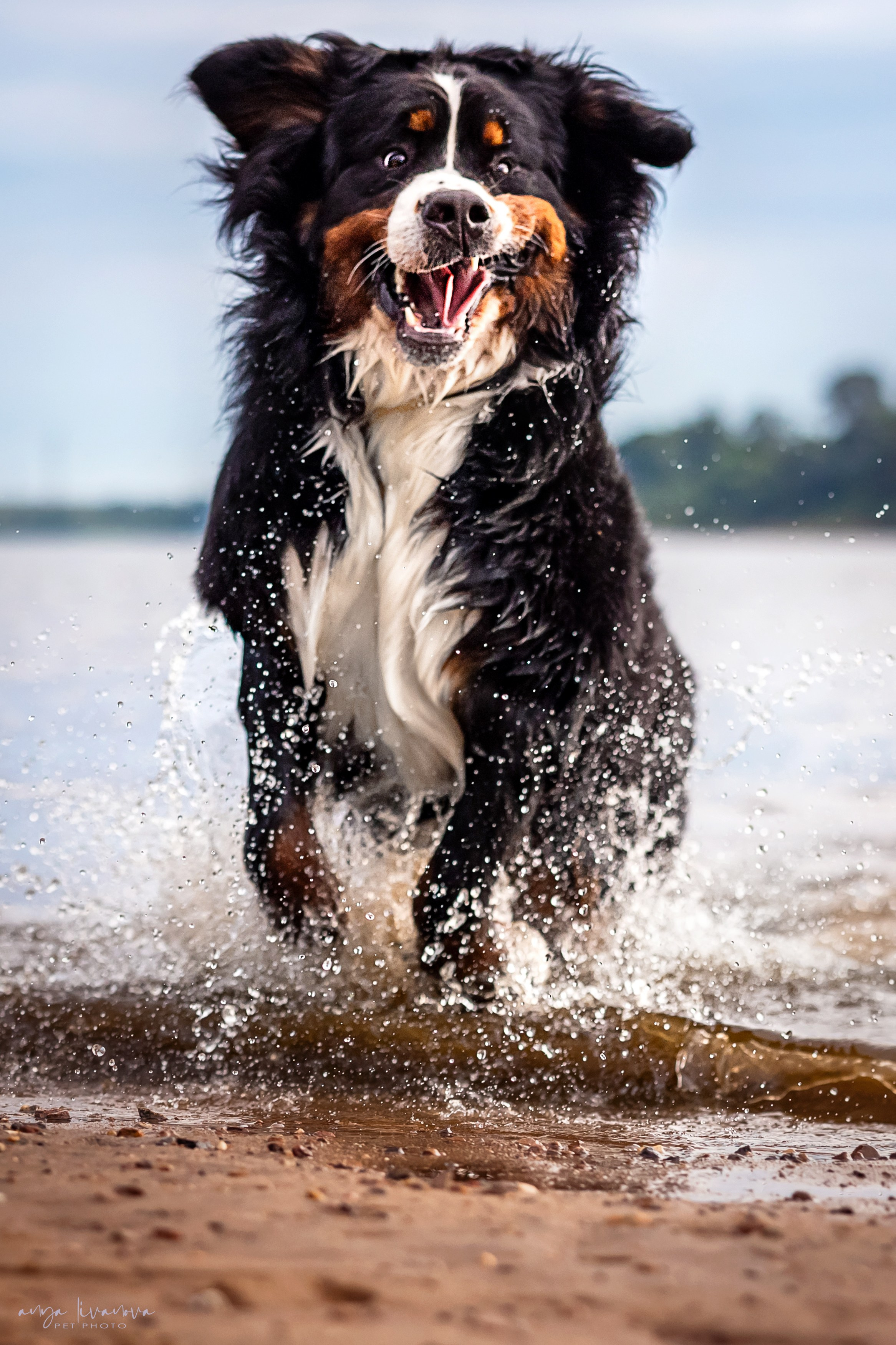 Маша и Буч. Фотограф анималист Аня Ливанова | Рыбинск