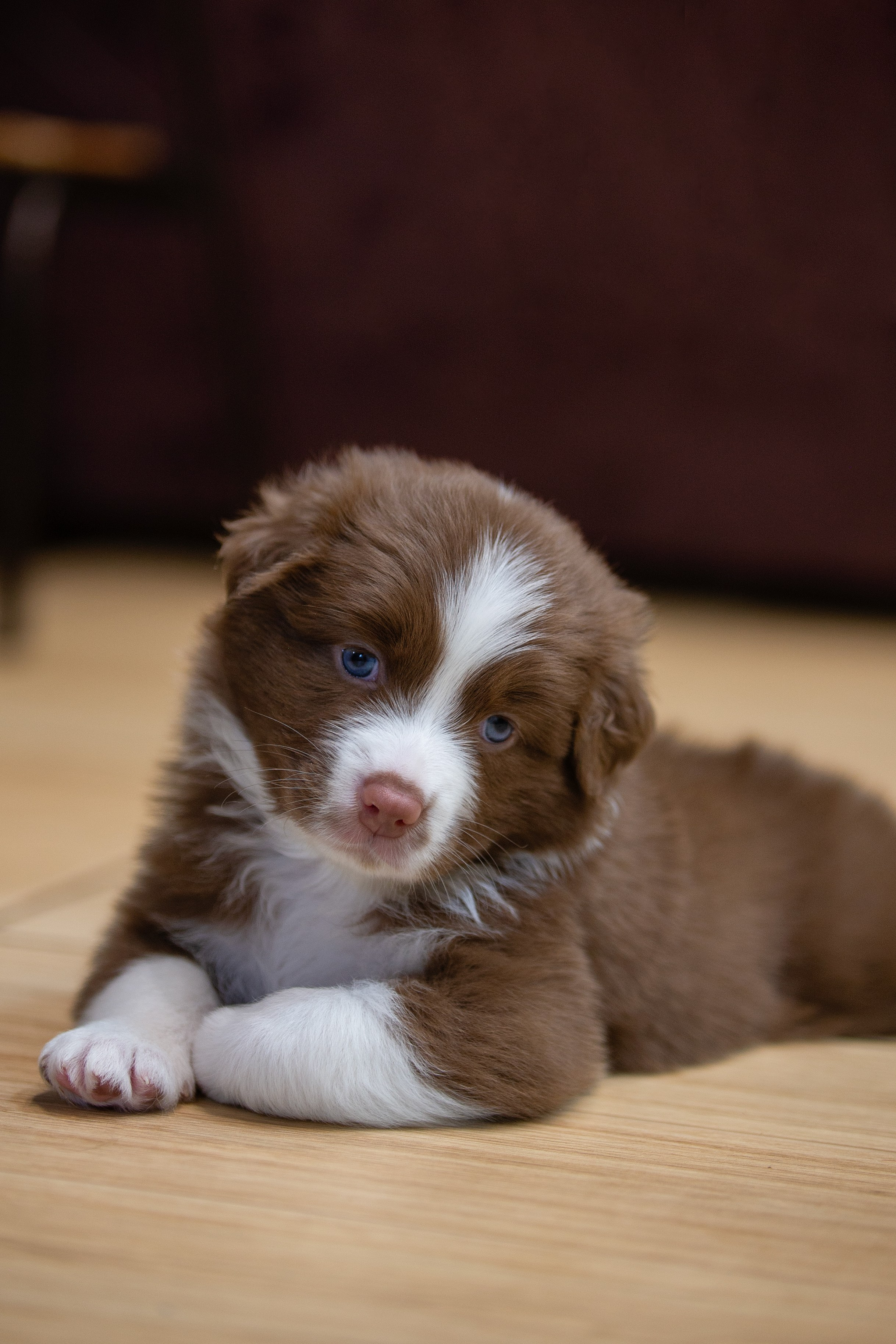 Заводчик Ольга Тутлова. Творческий фотограф Вологда