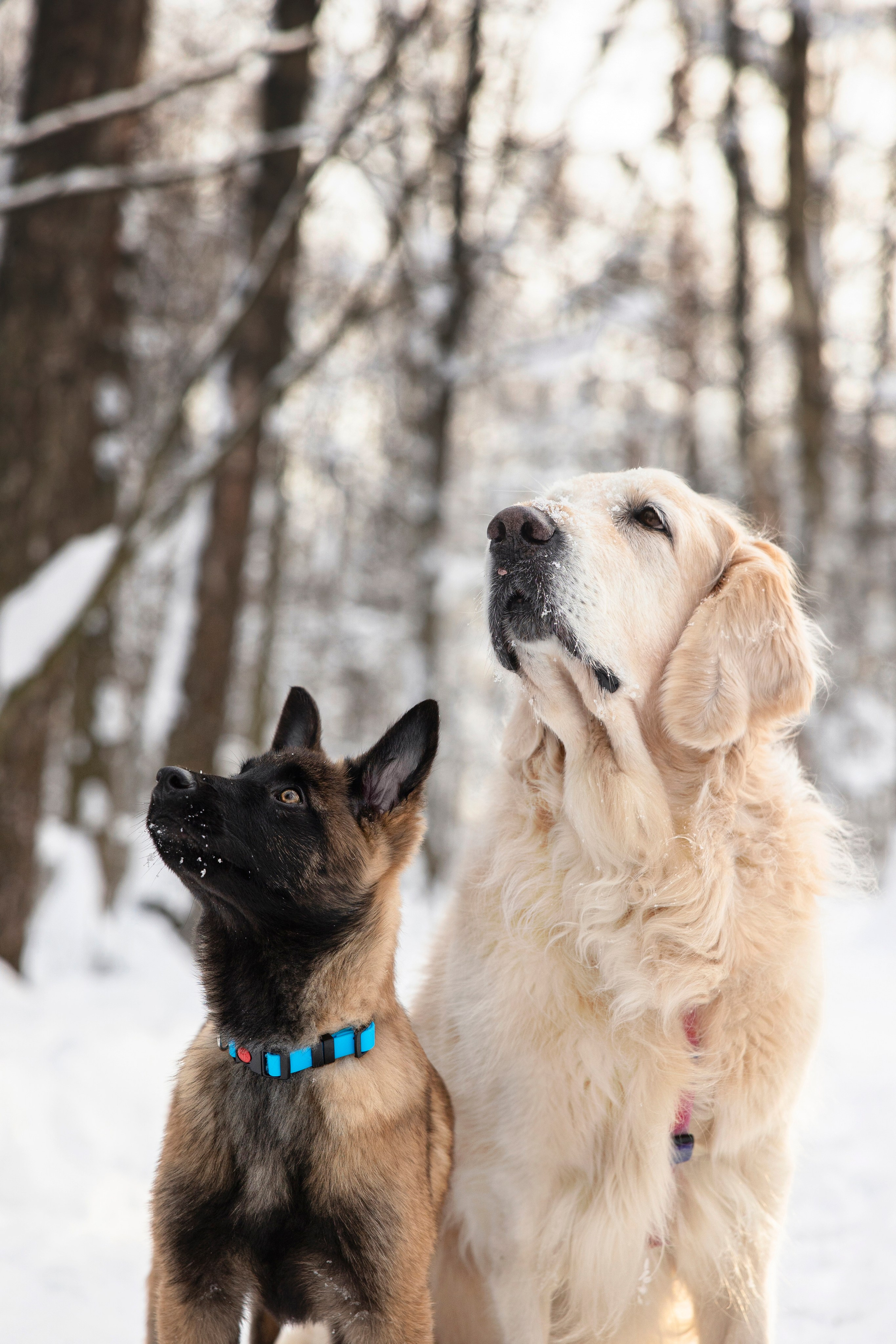 Бэлла и Панда. Анастасия Белаш