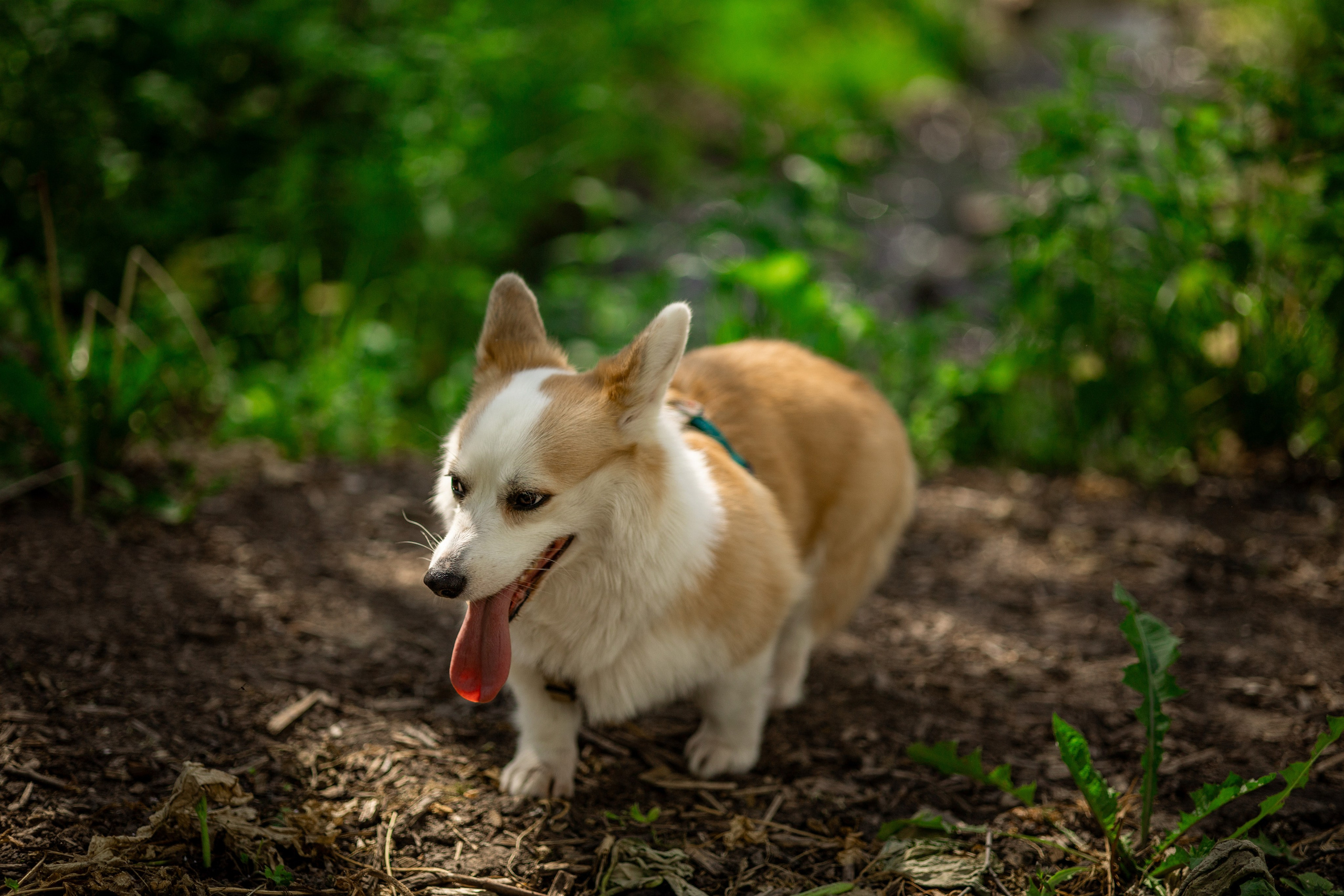 Съемка с собакой. Анастасия Белаш