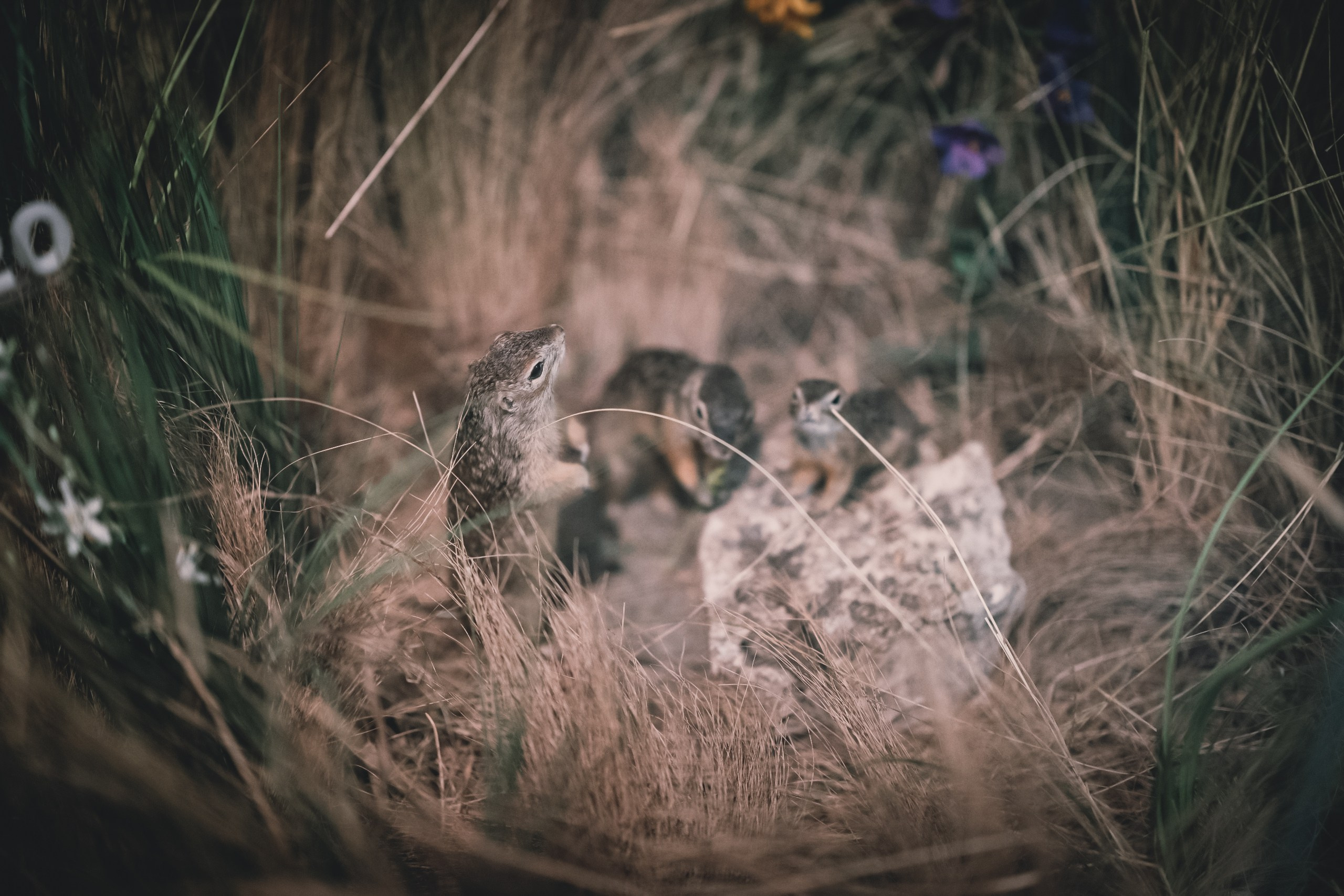 Музей/предметная. Свадебный и семейный фотограф в Рязани Датская Ксения