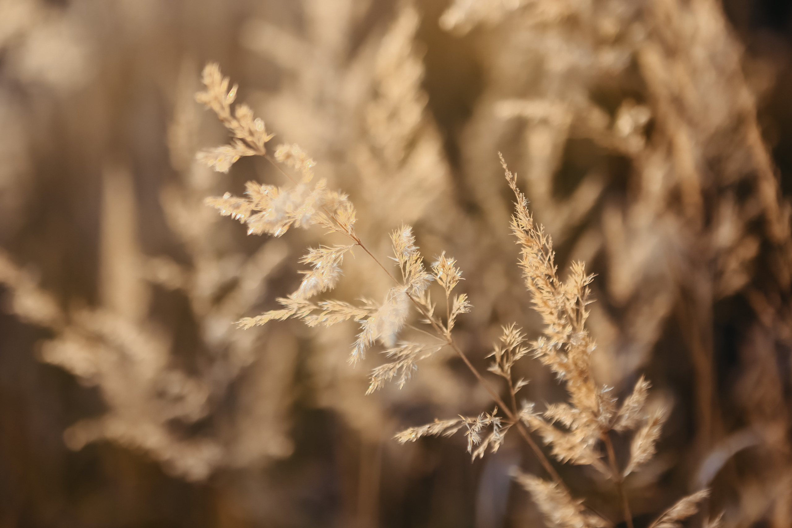 Осенняя прогулка. Фотограф на Новой риге и в Москве Елена Елис