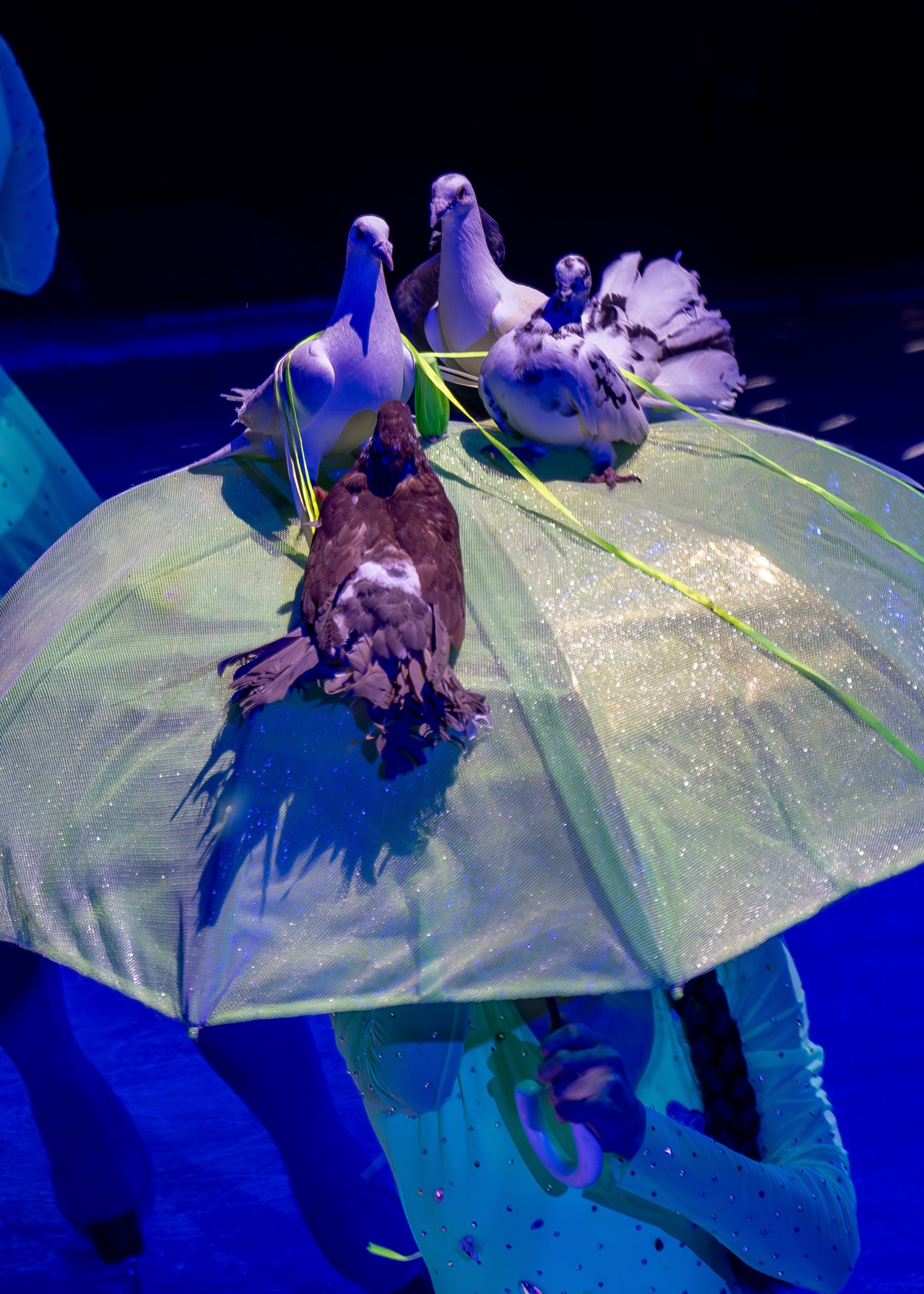 Цирк на льду «Айсберг» в Луганске. Фотограф в РФ и ЛНР Юлия Федосеева