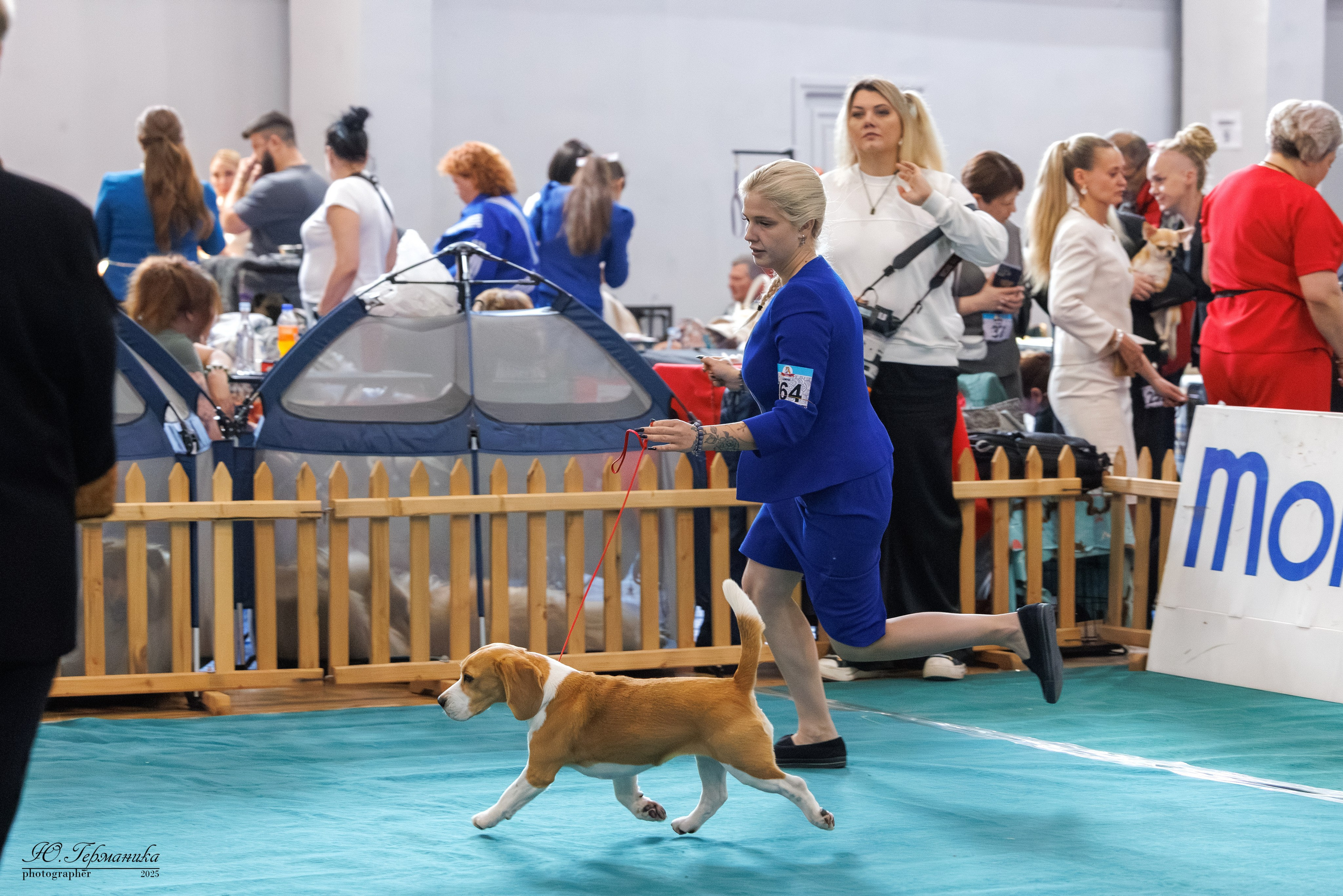 Ереван 2х CACIB 29-30.04.2025. Фотограф-анималист Юлия Германика