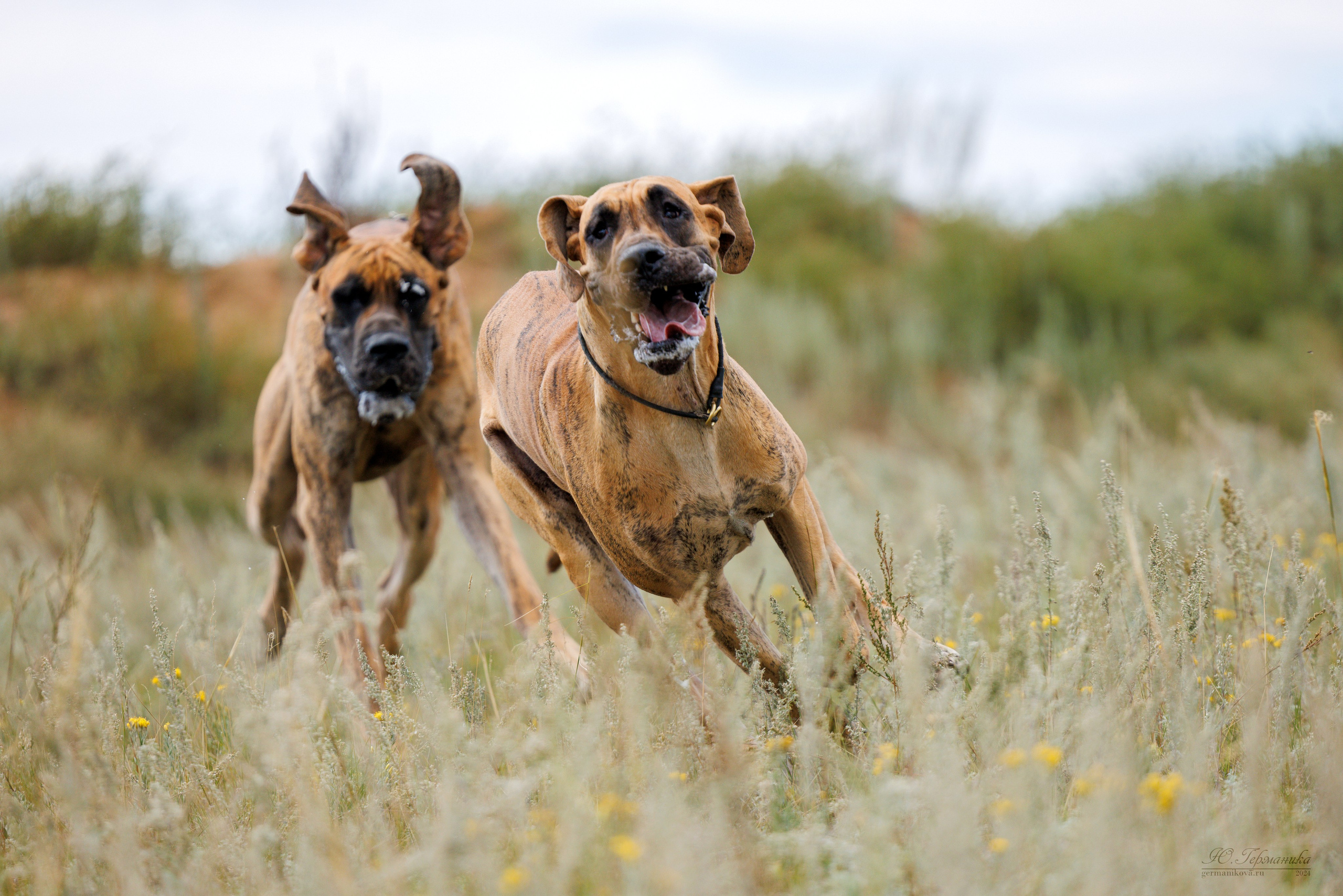 Астана 2хCACIB 17-18.08.2024. Фотограф-анималист Юлия Германика