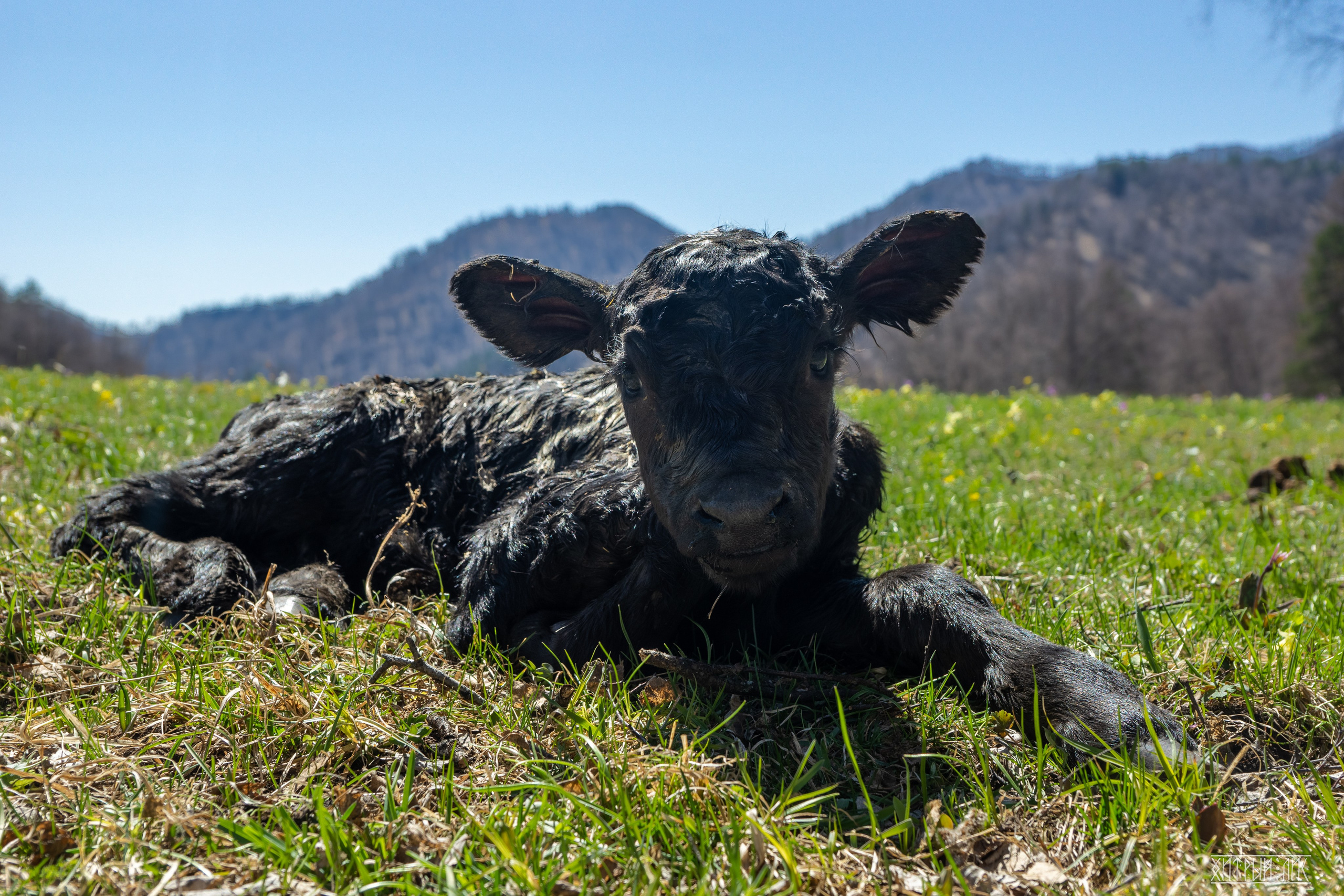 Алтай. Фотограф-путешественник Самойлов Максим «Sly Fox»