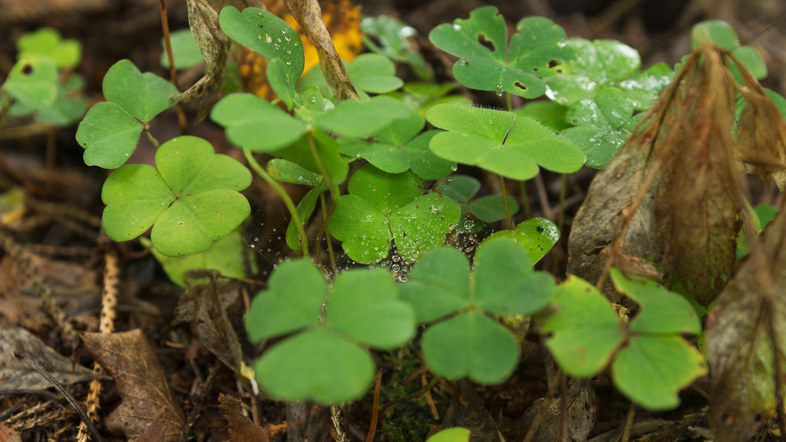 Куршская коса. Фотограф-путешественник Самойлов Максим «Sly Fox»