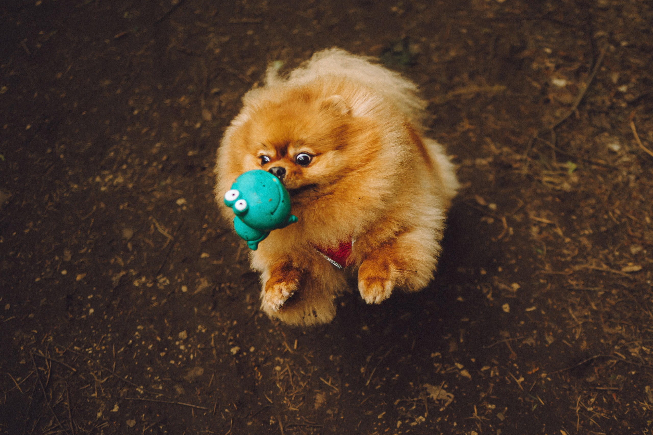 Лорик и его семья