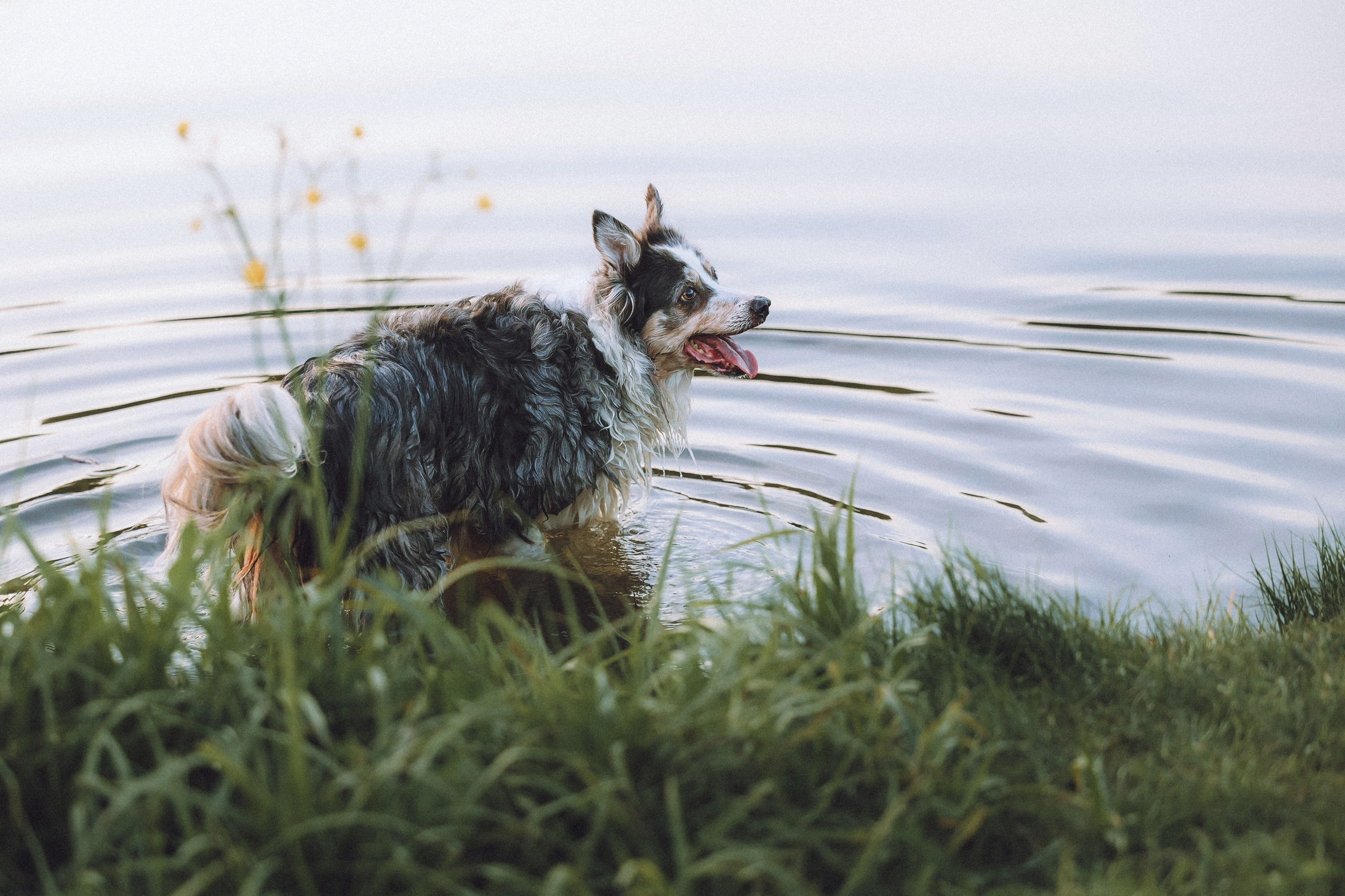 Полина, Милли и Пад