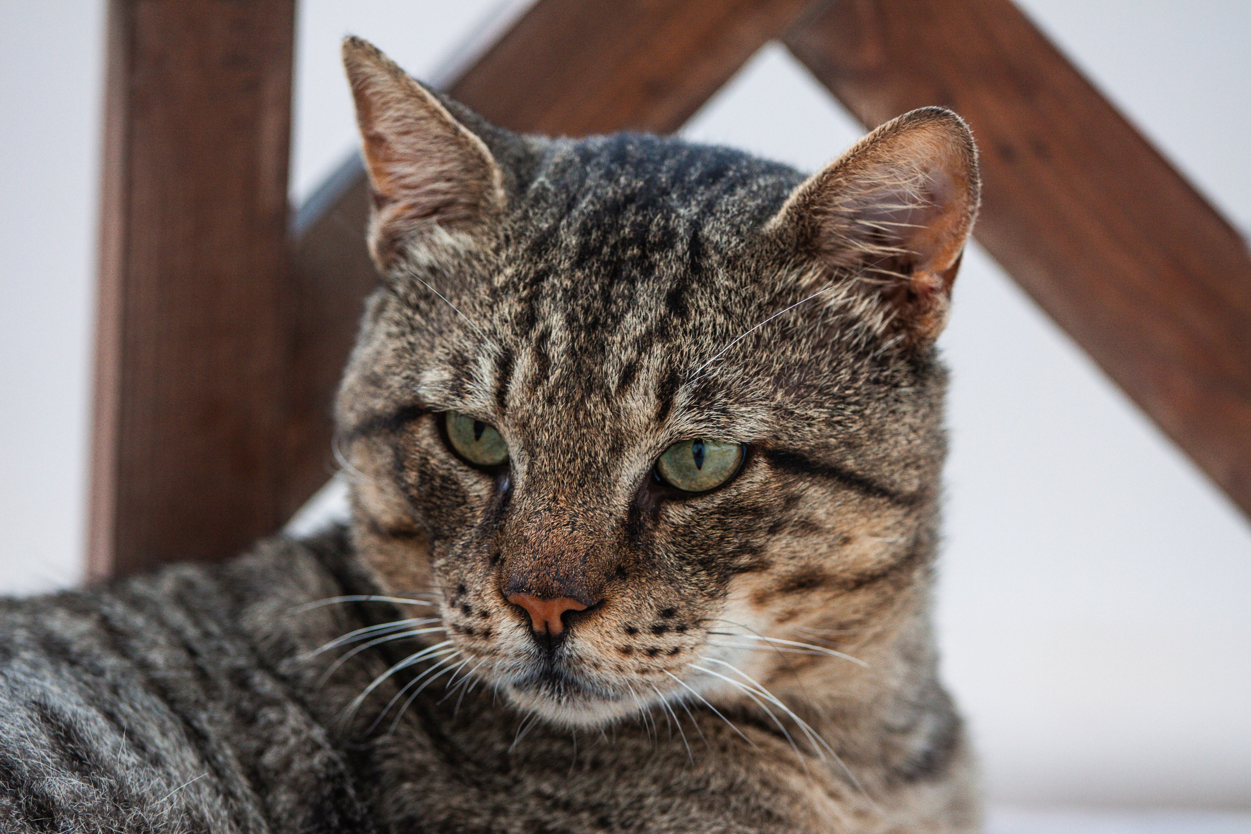 Рубрика Котиков. Дария Галямова — фотограф: открытый, творческий, коммерческий