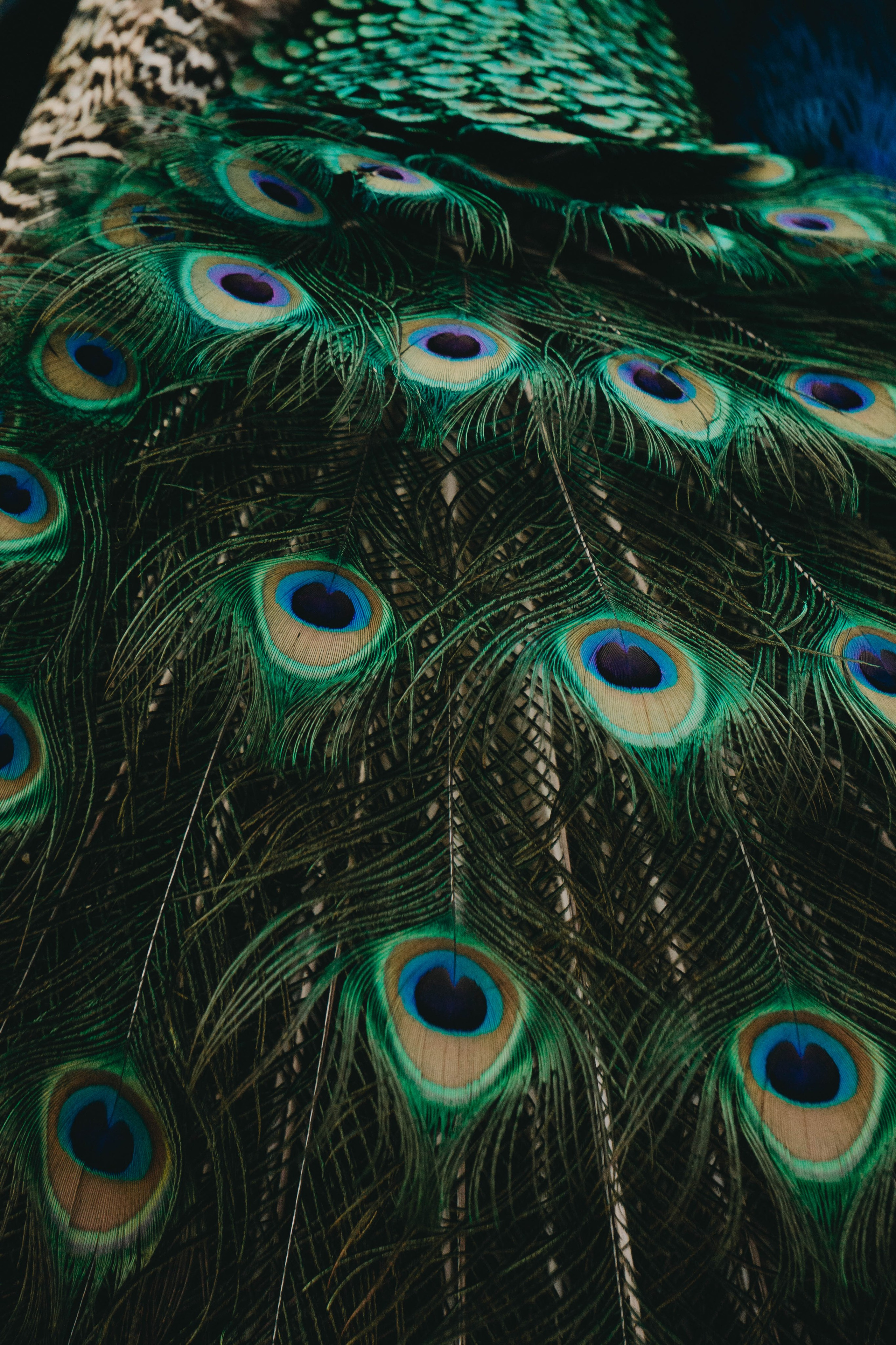 Свадьба Даши и Андрея. Фотограф-анималист Ксения Воробьева, Москва