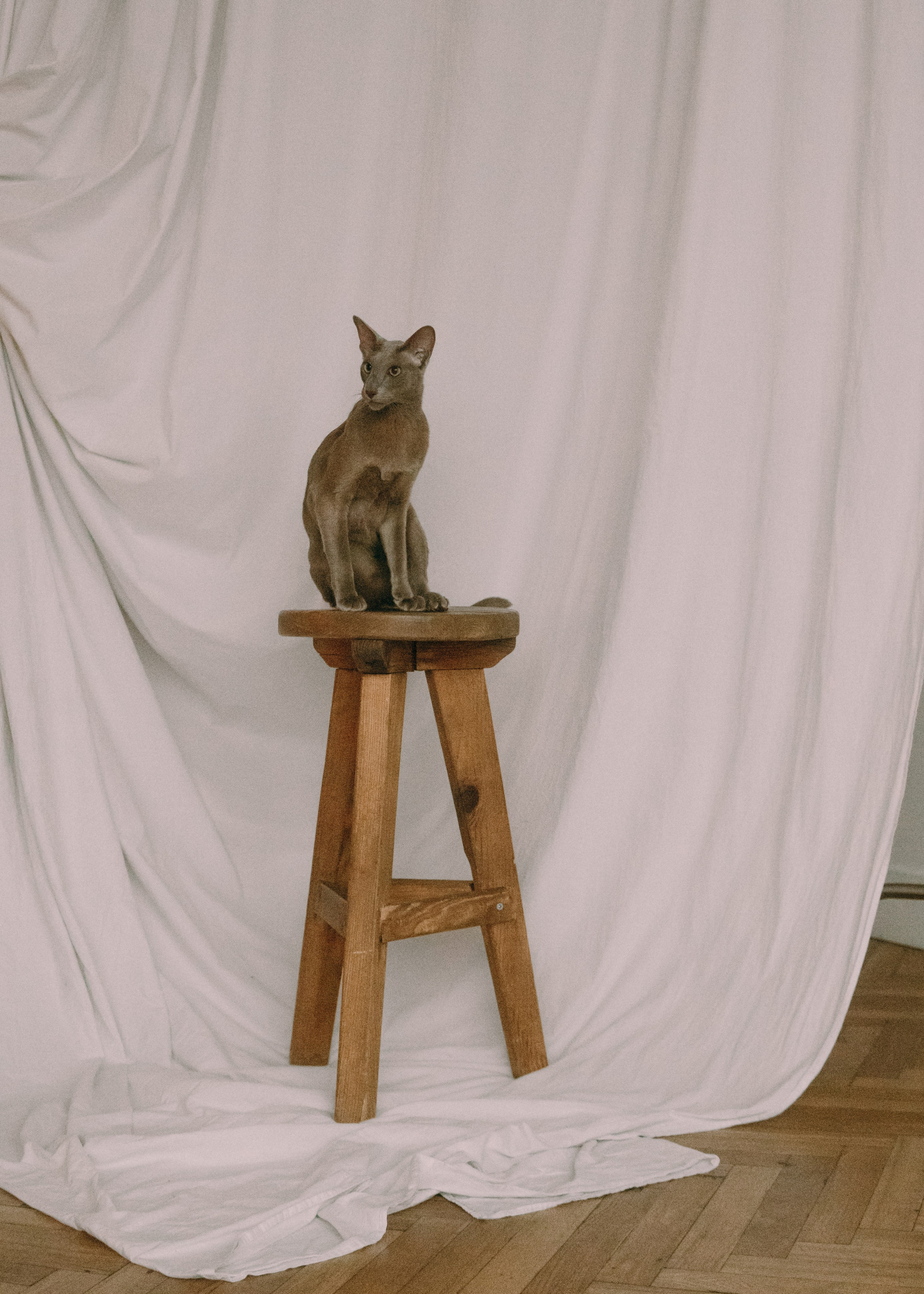 Амина, Булат и Орион. Фотограф-анималист Ксения Воробьева, Москва