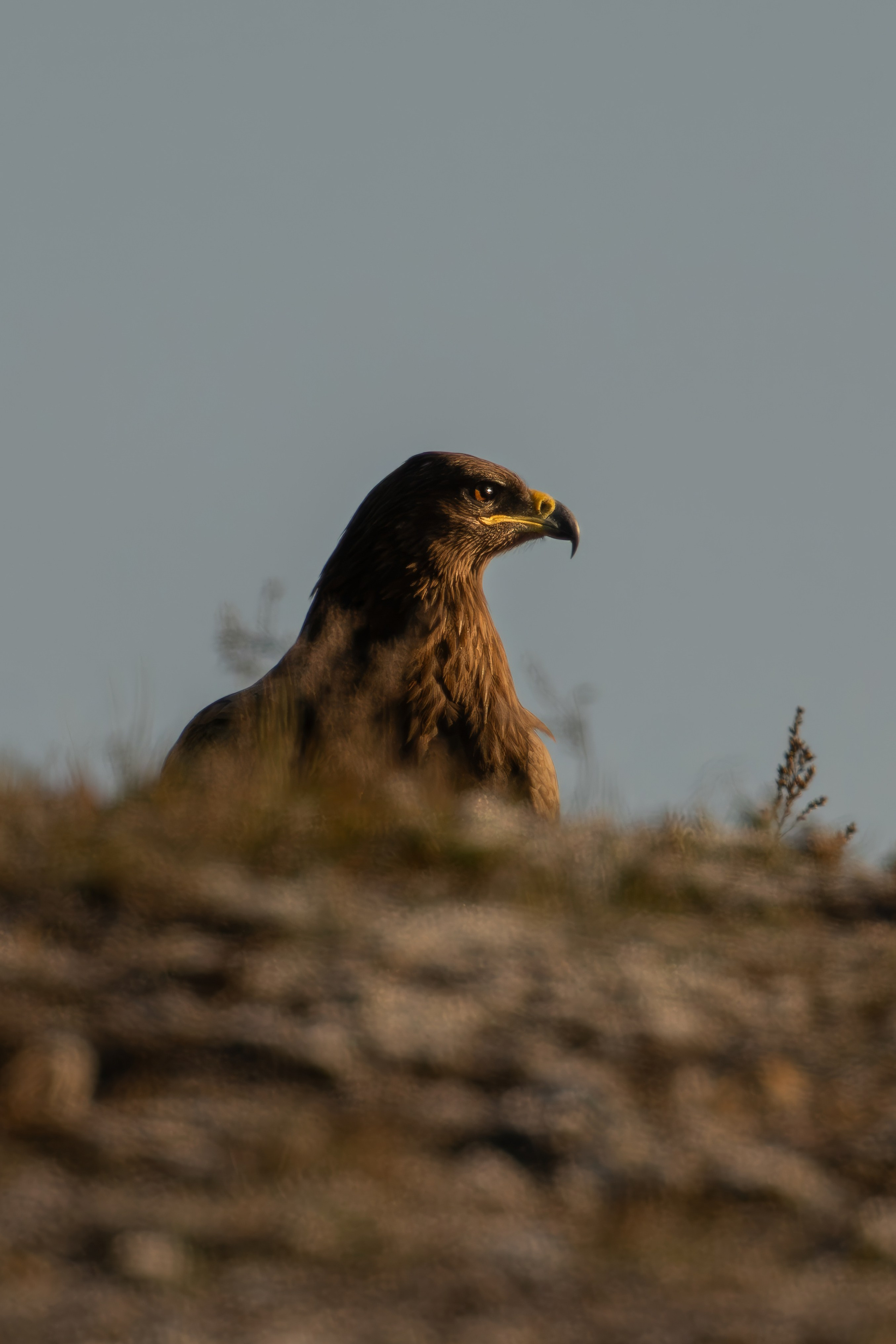 Степной орел