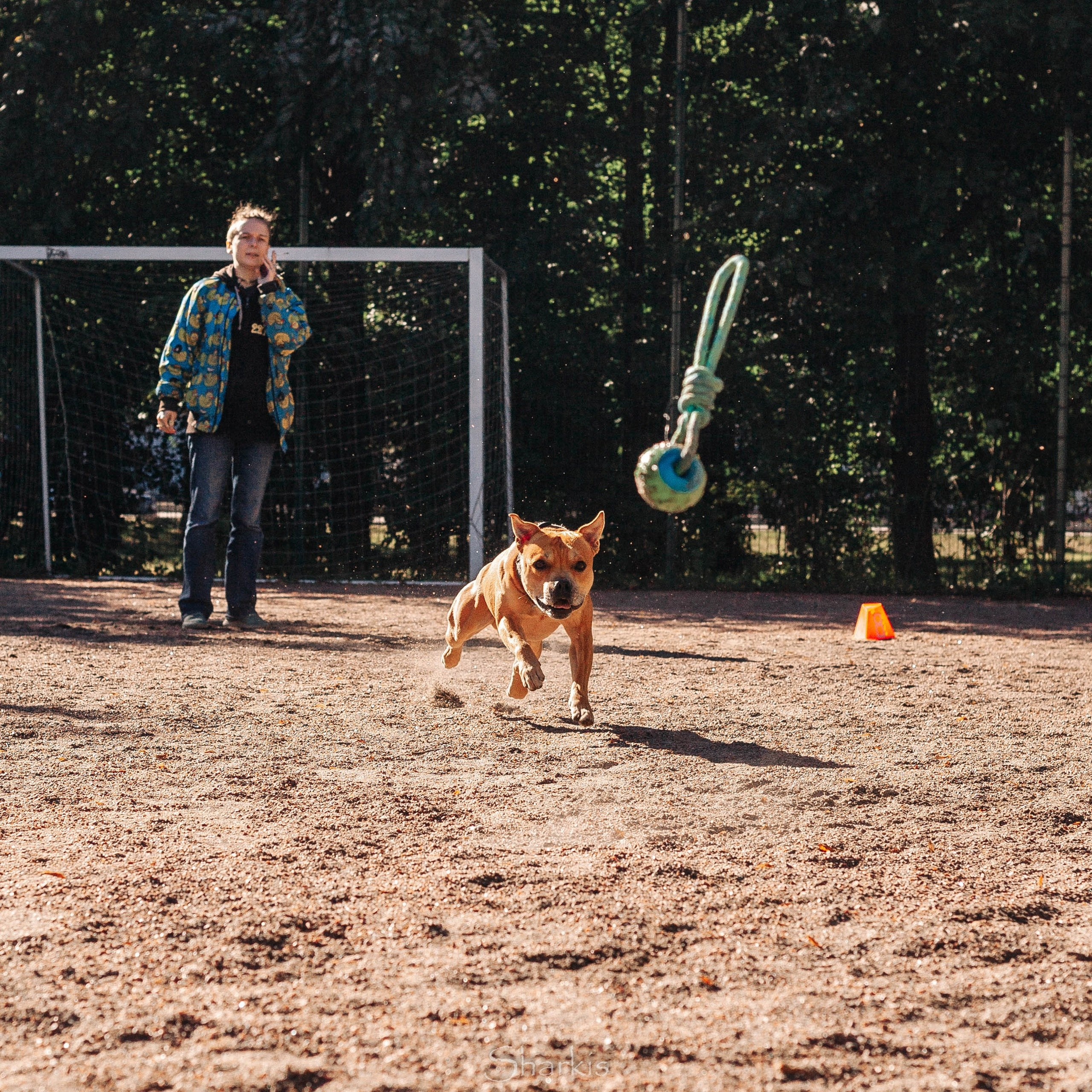 Шмель. BLGKV питомник собак