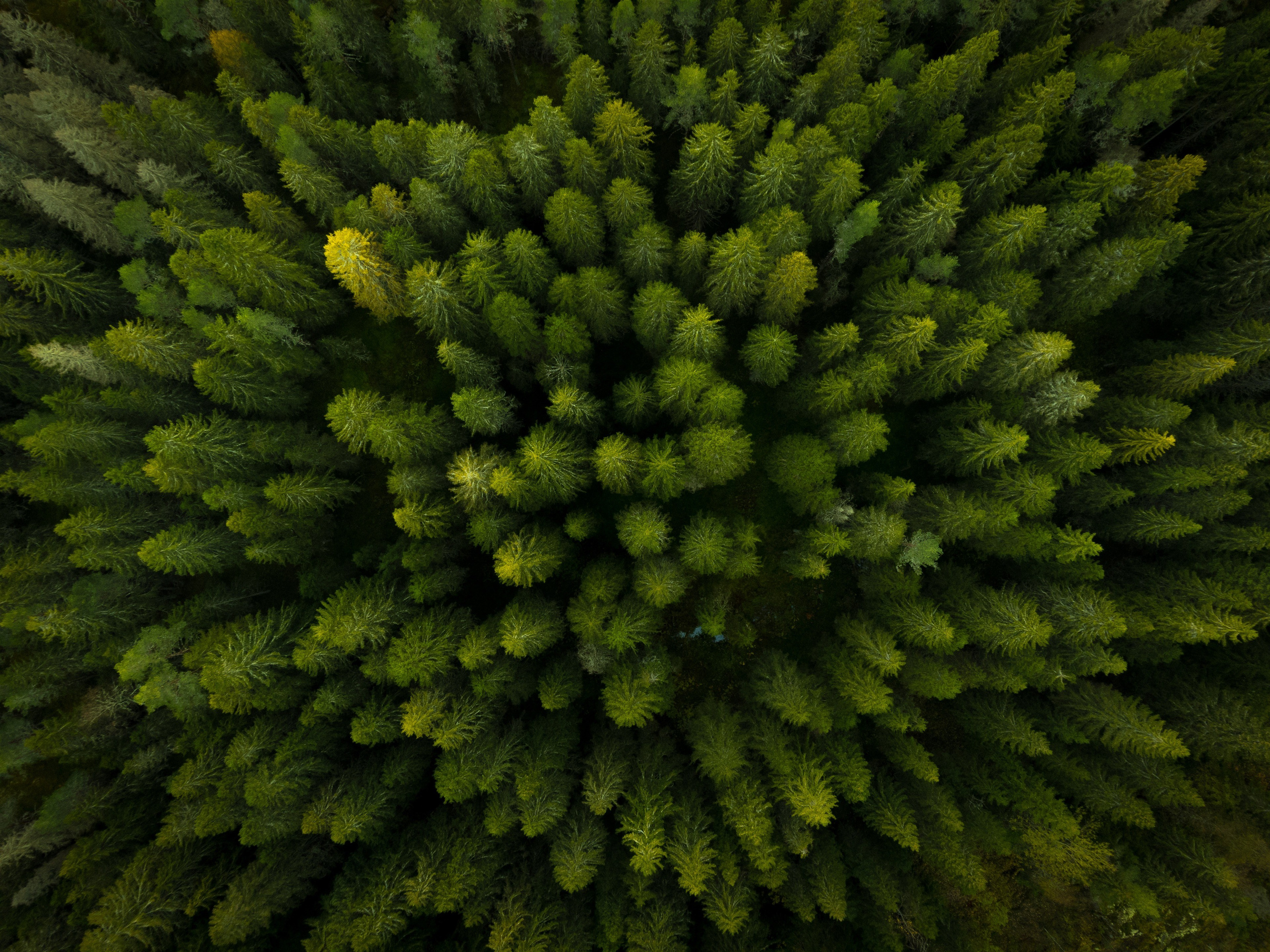 RGO media project “Karelia”. Commercial photographer | Anton Ermakov