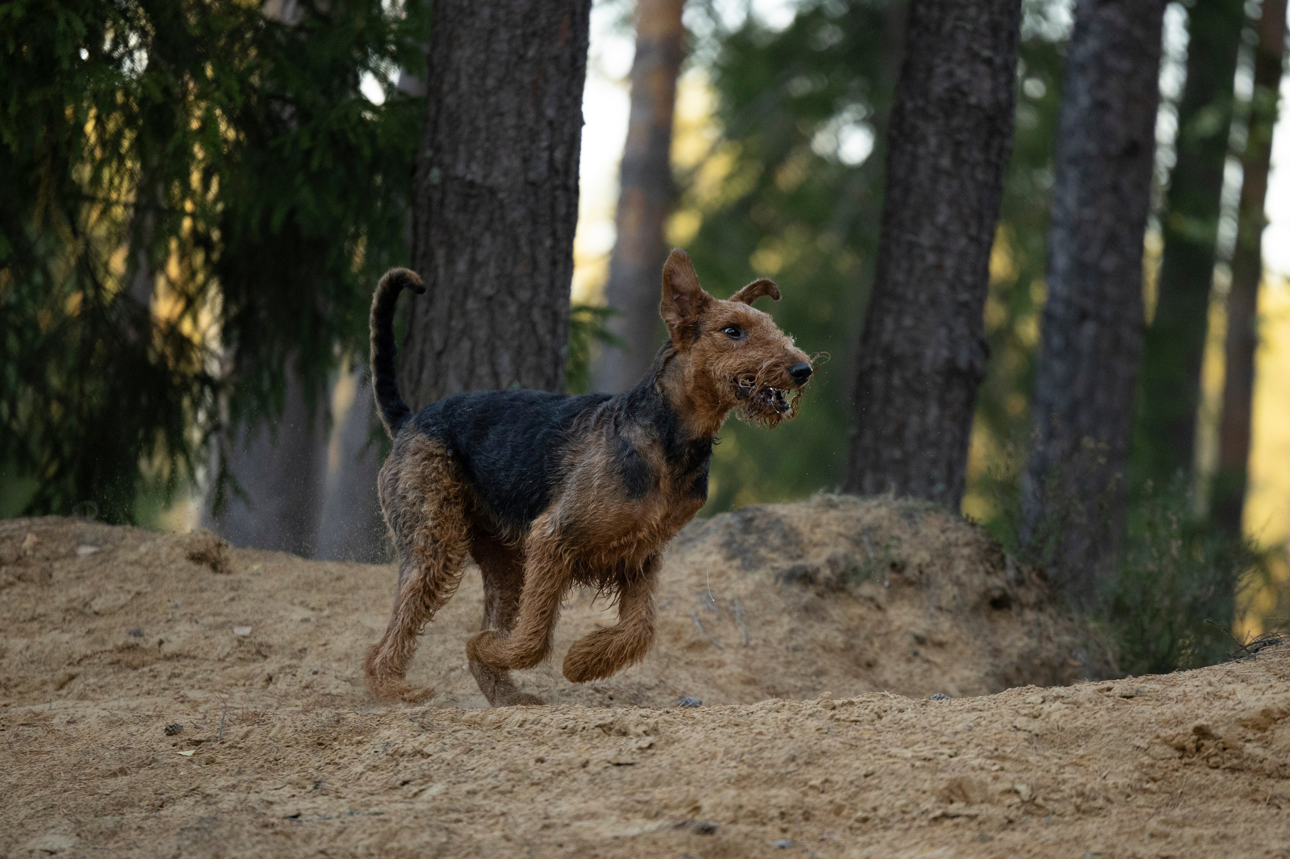 Харди. Фотограф-анималист Анна Маринич