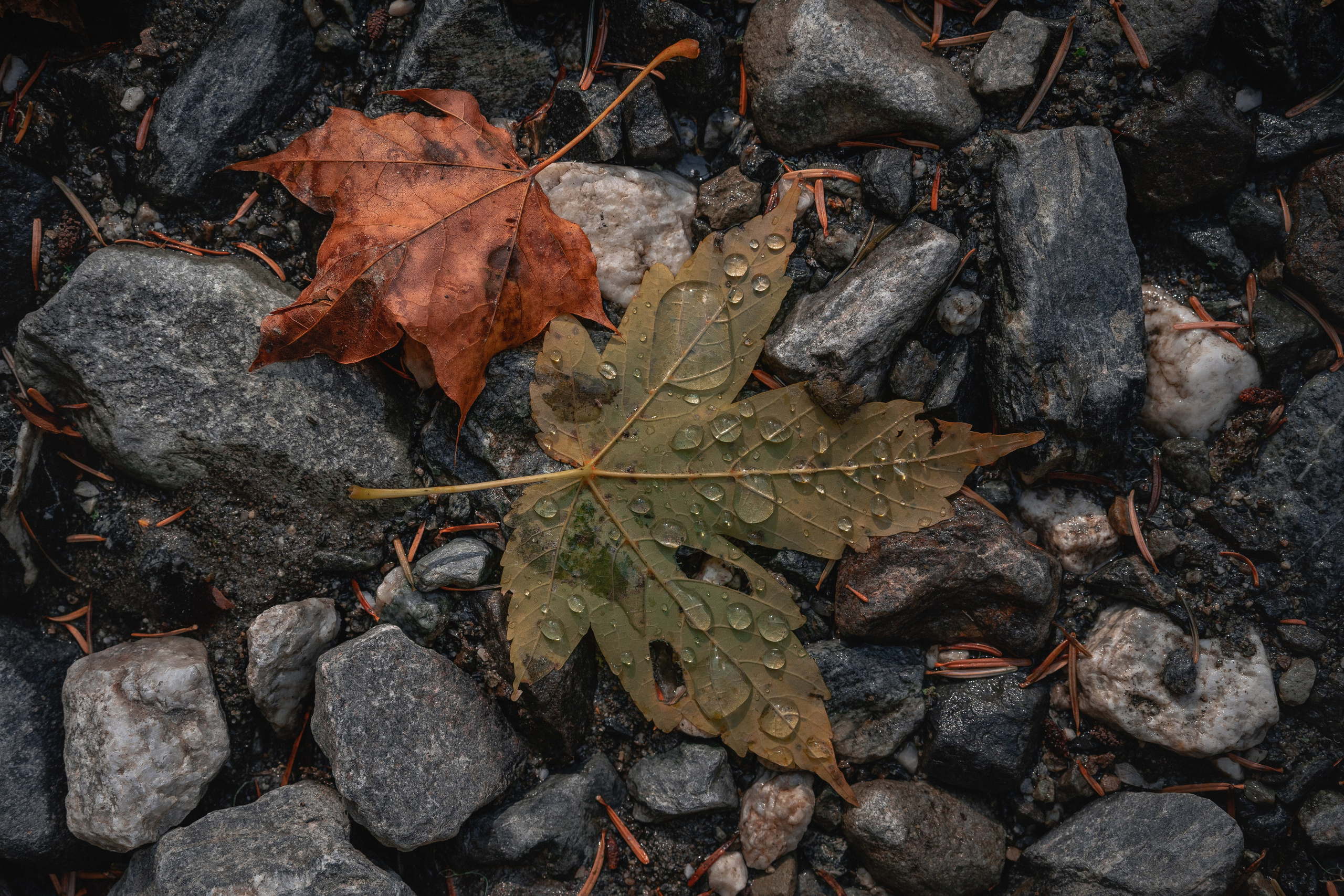 Вдоль по реке Домбай-Ульген. Юля Дэй • Фотограф, Санкт-Петербург