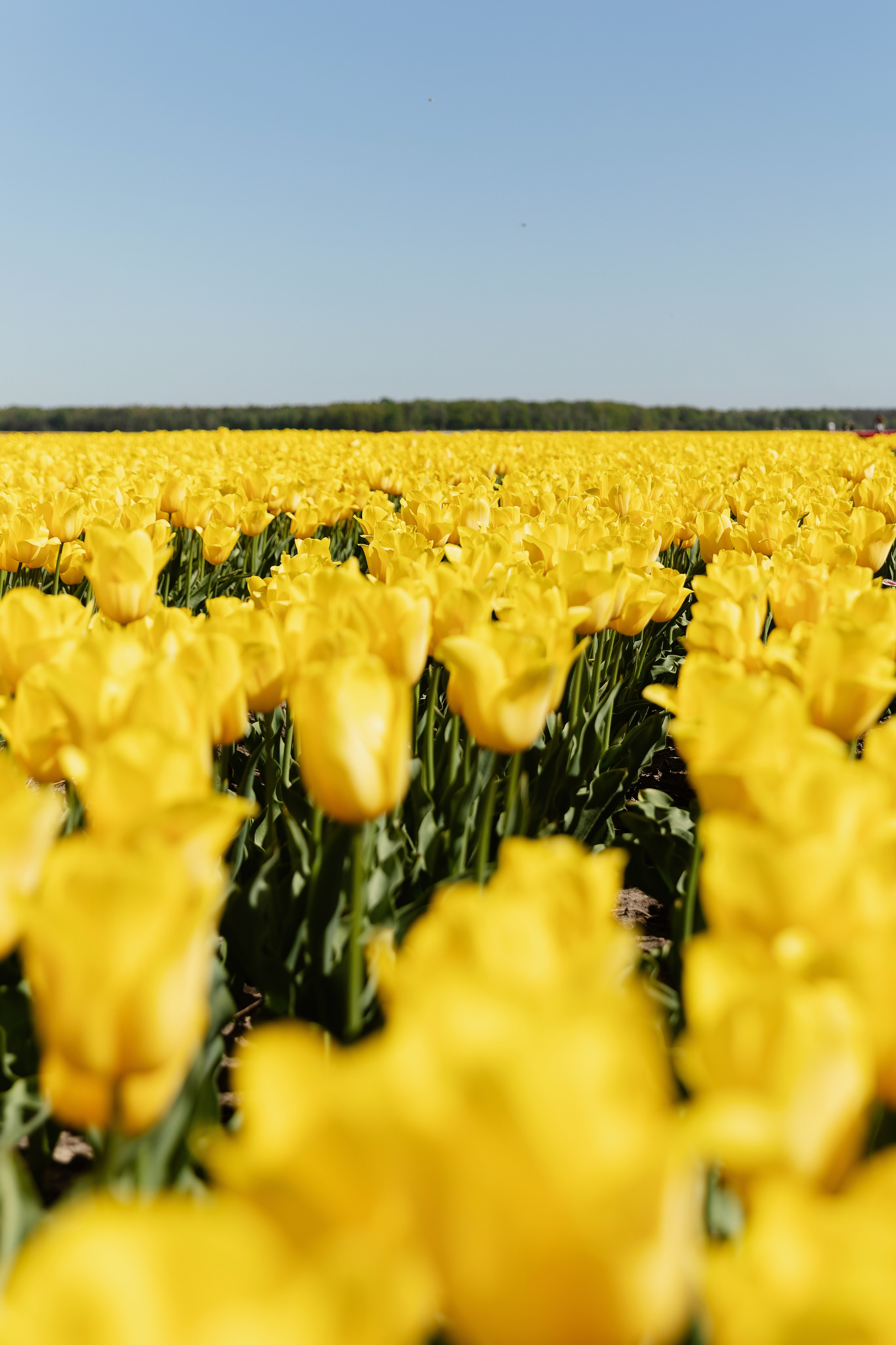 Фотографии с тюльпановых полей Пинск. Репортажный и свадебный фотограф в Минске Шамко Анатолий