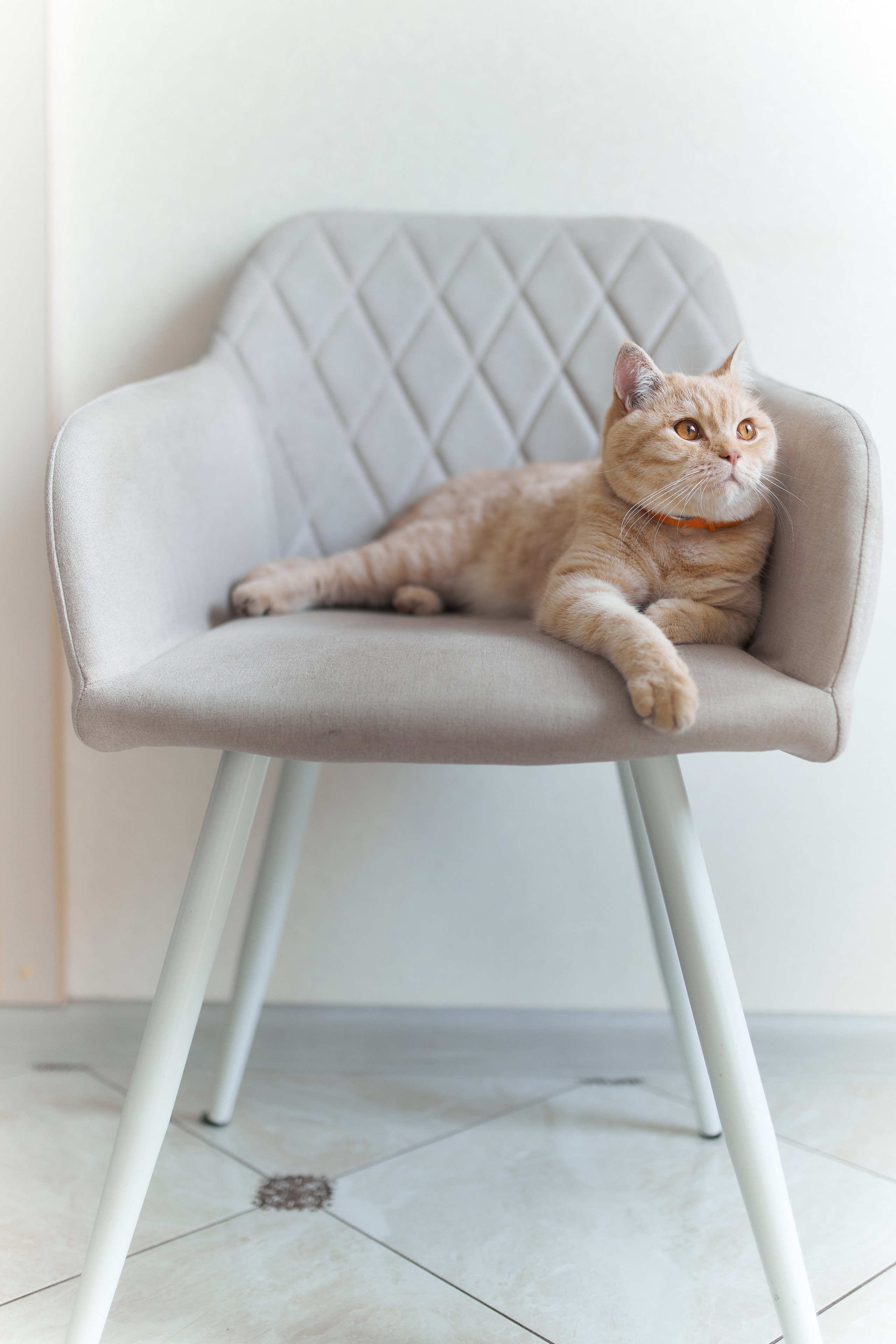 Фотосессия кота. Мужская фотосессия в СПб|Ирина Курманаева