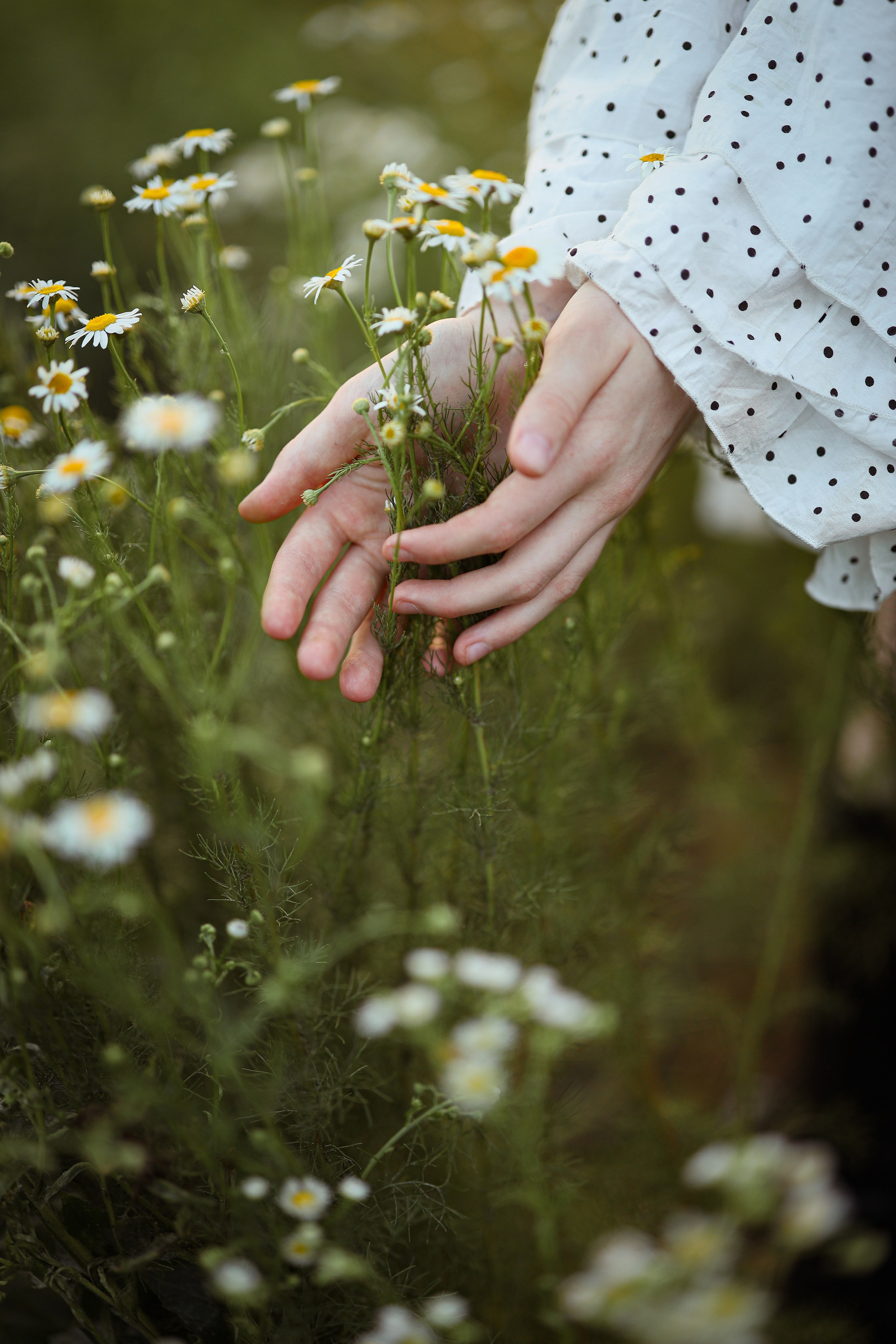 Камилла в поле ромашек. Свадебный и семейный фотограф в Абхазии Жанна Соснина