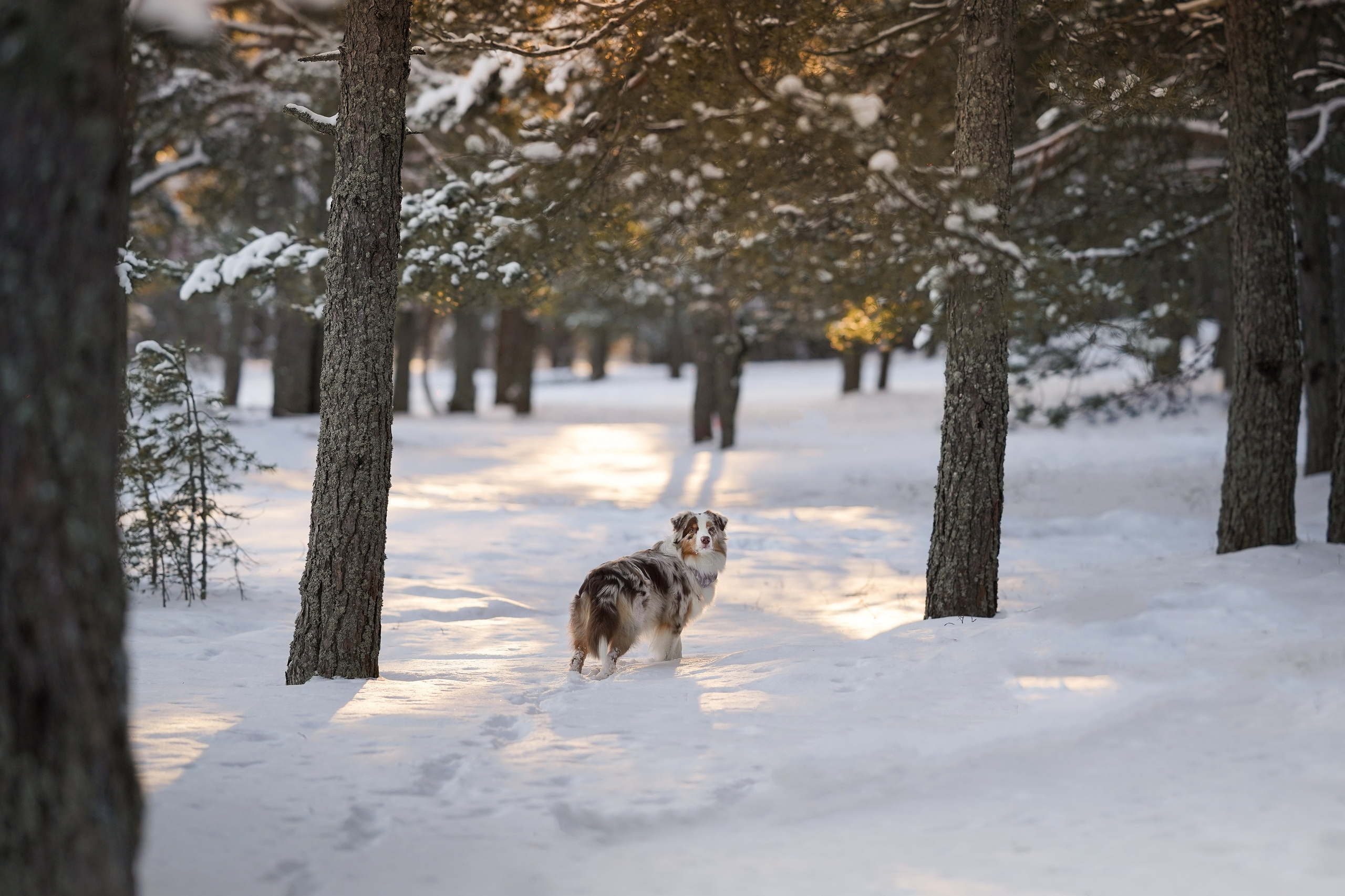 Панда март. Фотограф-анималист в Санкт-Петербурге Яна Мартынова