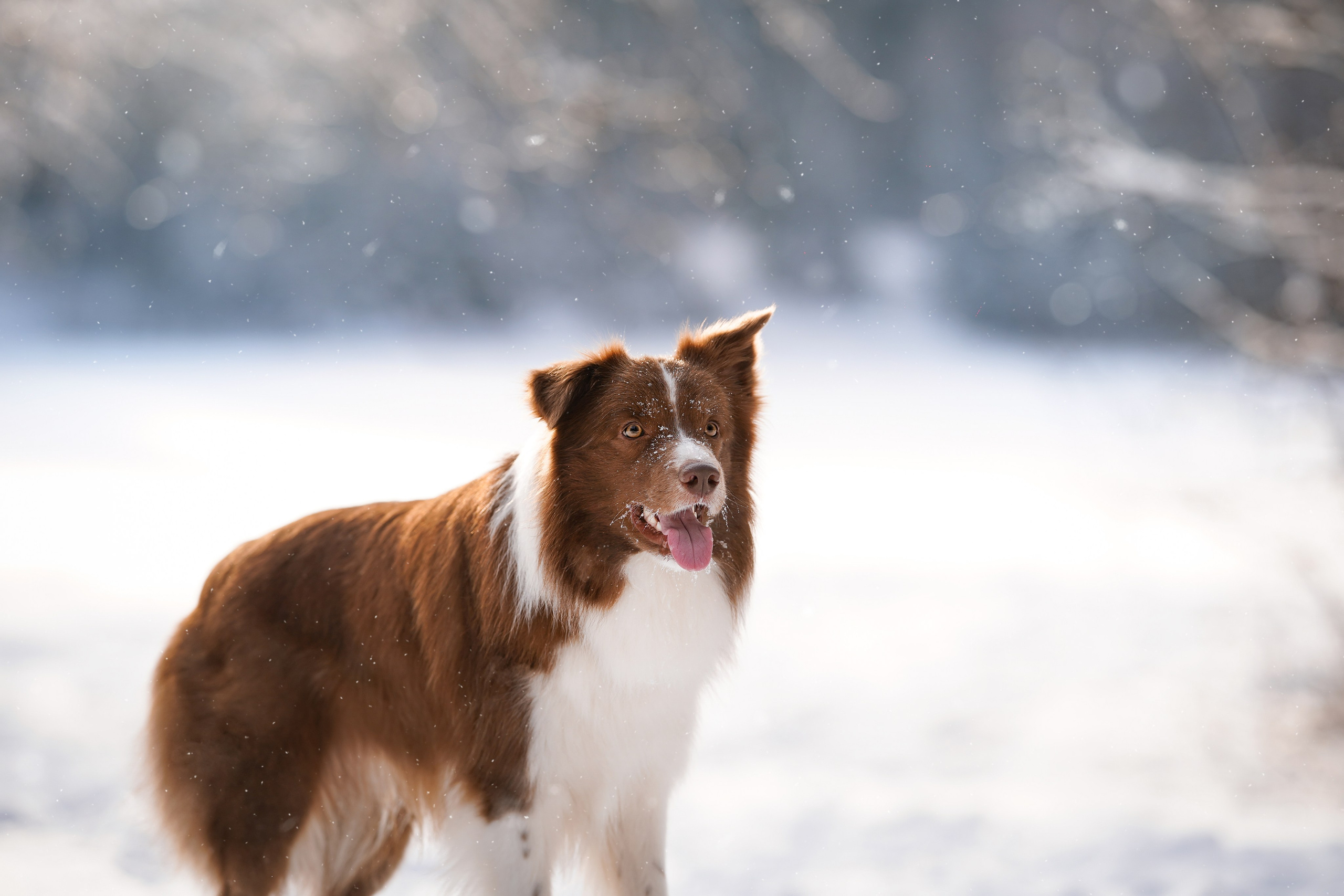 Катя и Ская. Фотограф-анималист в Санкт-Петербурге Яна Мартынова