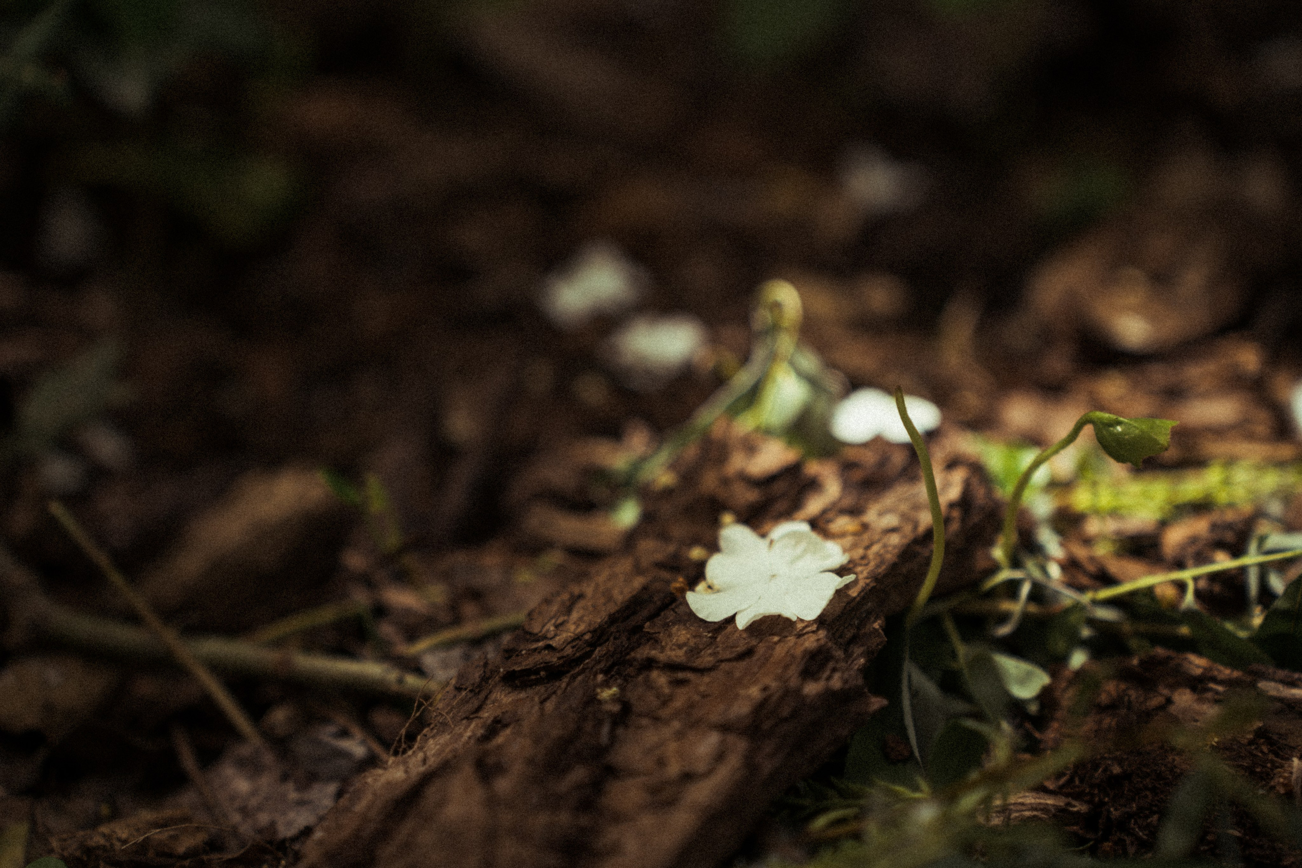 Творческие Проекты. Фото