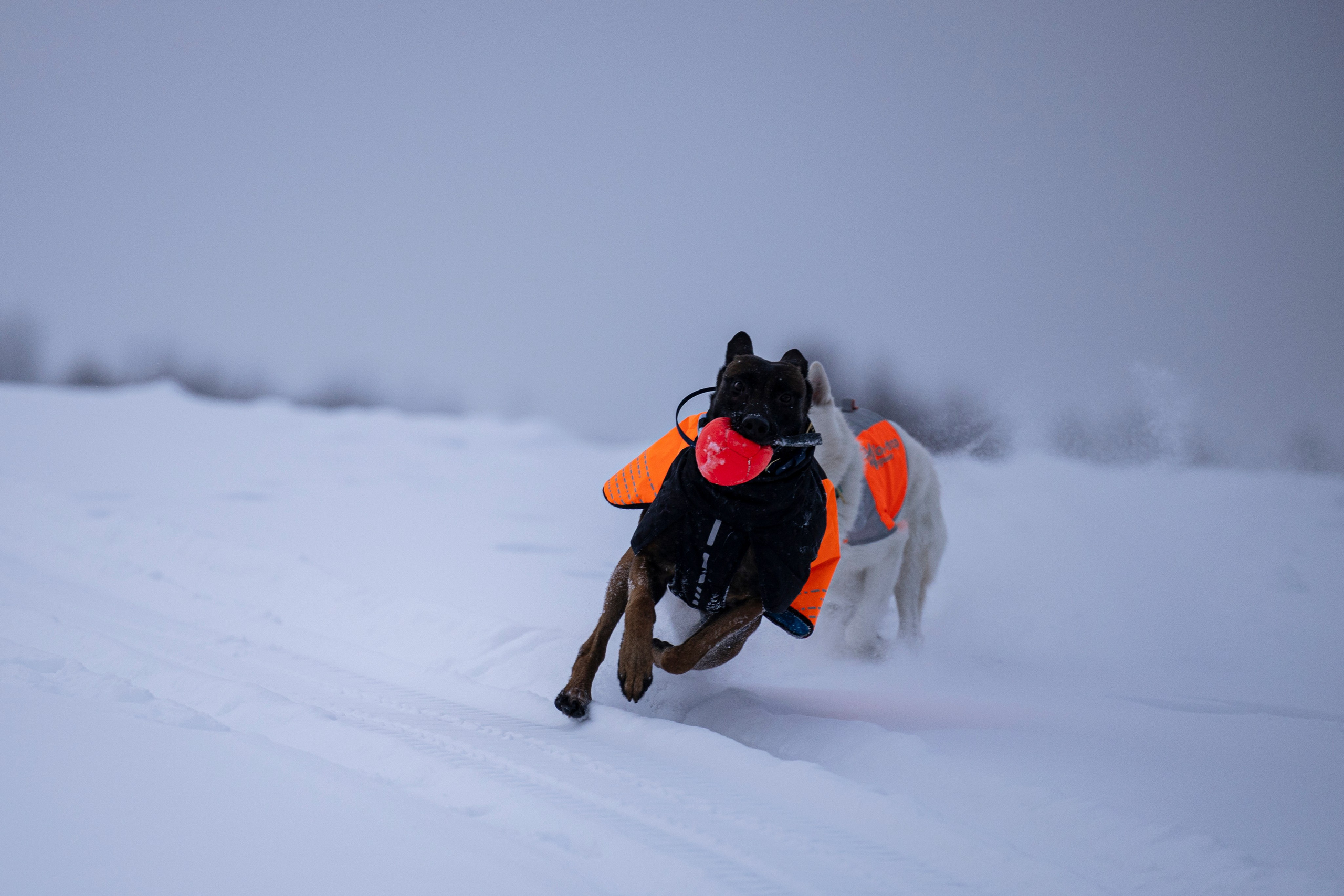 Рики и Гаруда. Фотограф-анималист Анна Маринич