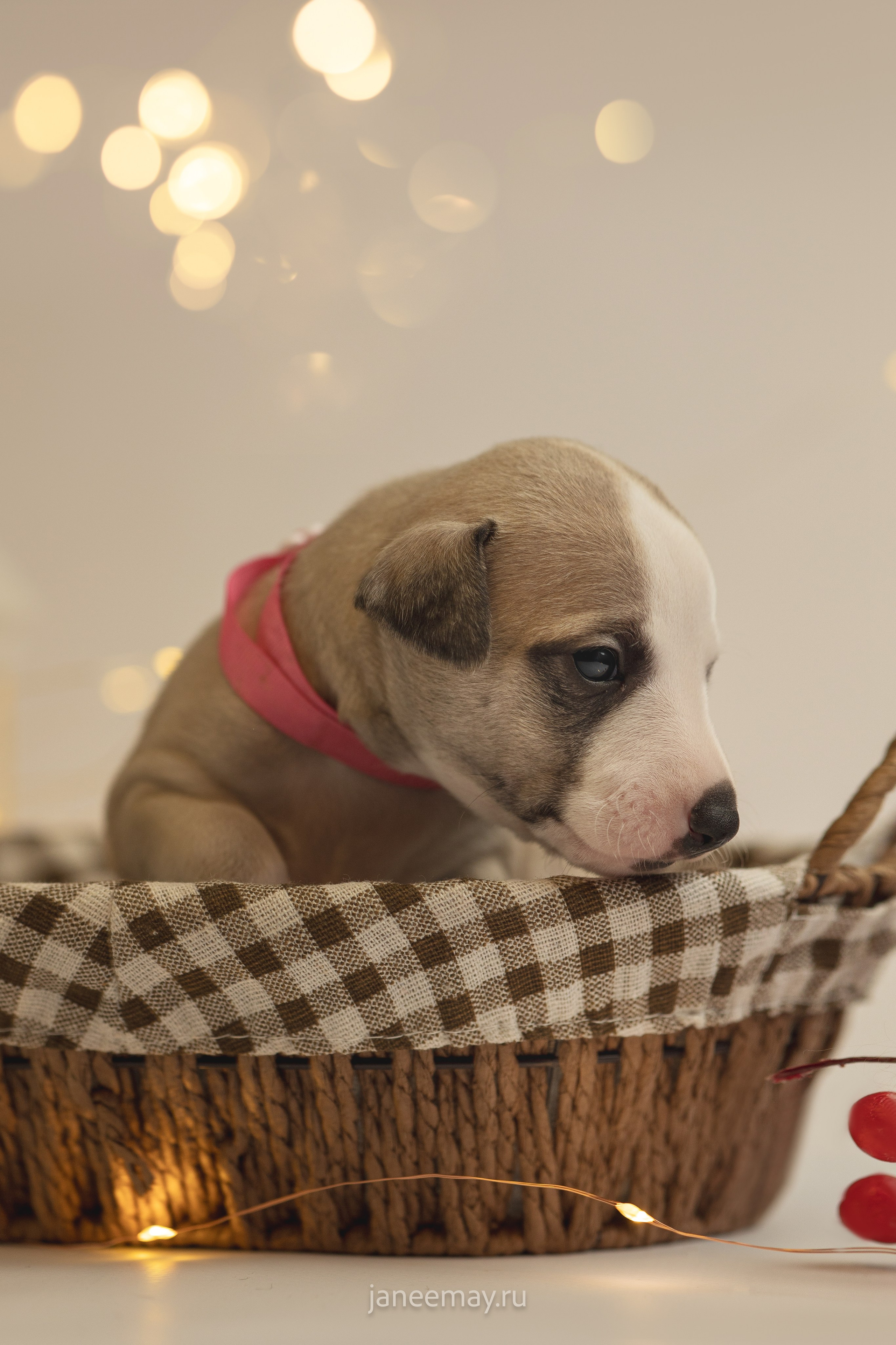 Малыши уиппеты Великбековых. Фотограф анималист в Москве Майорова Евгения