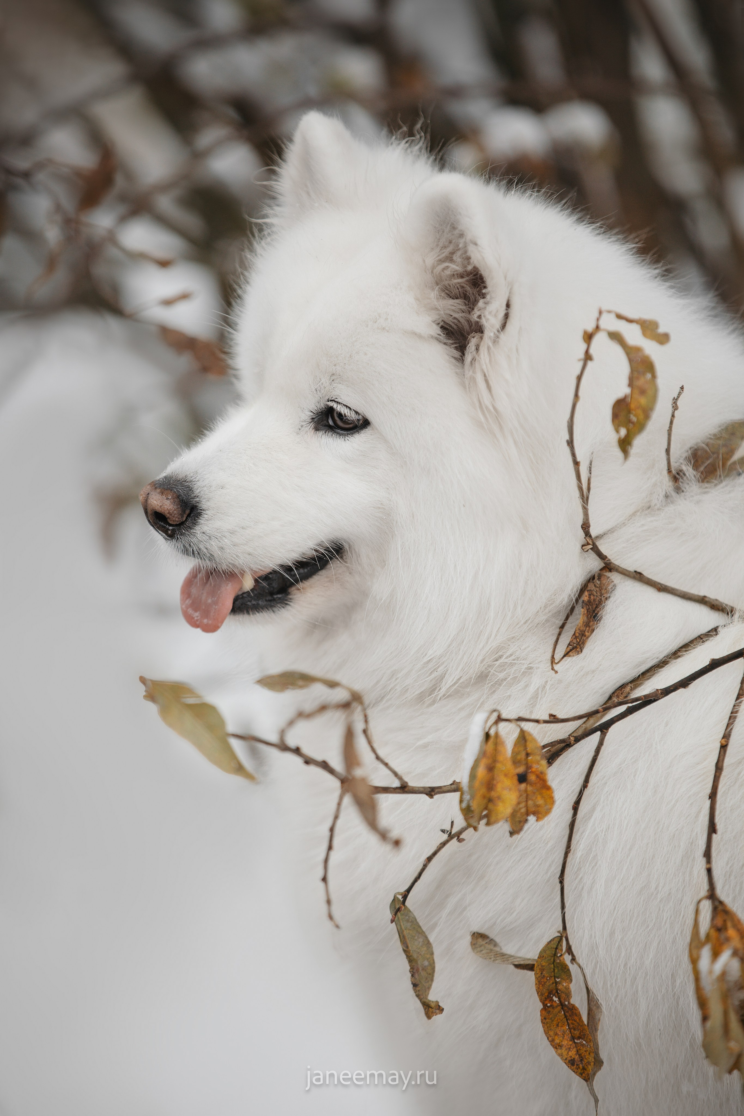 Фото собак, животных зимой. Фотограф анималист в Москве Майорова Евгения