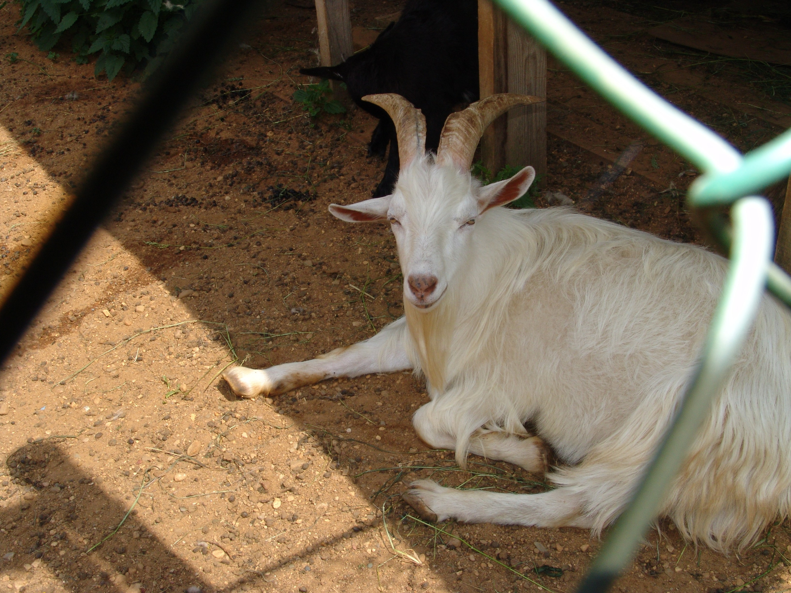 BULENT solonzovo 2005. Заставка