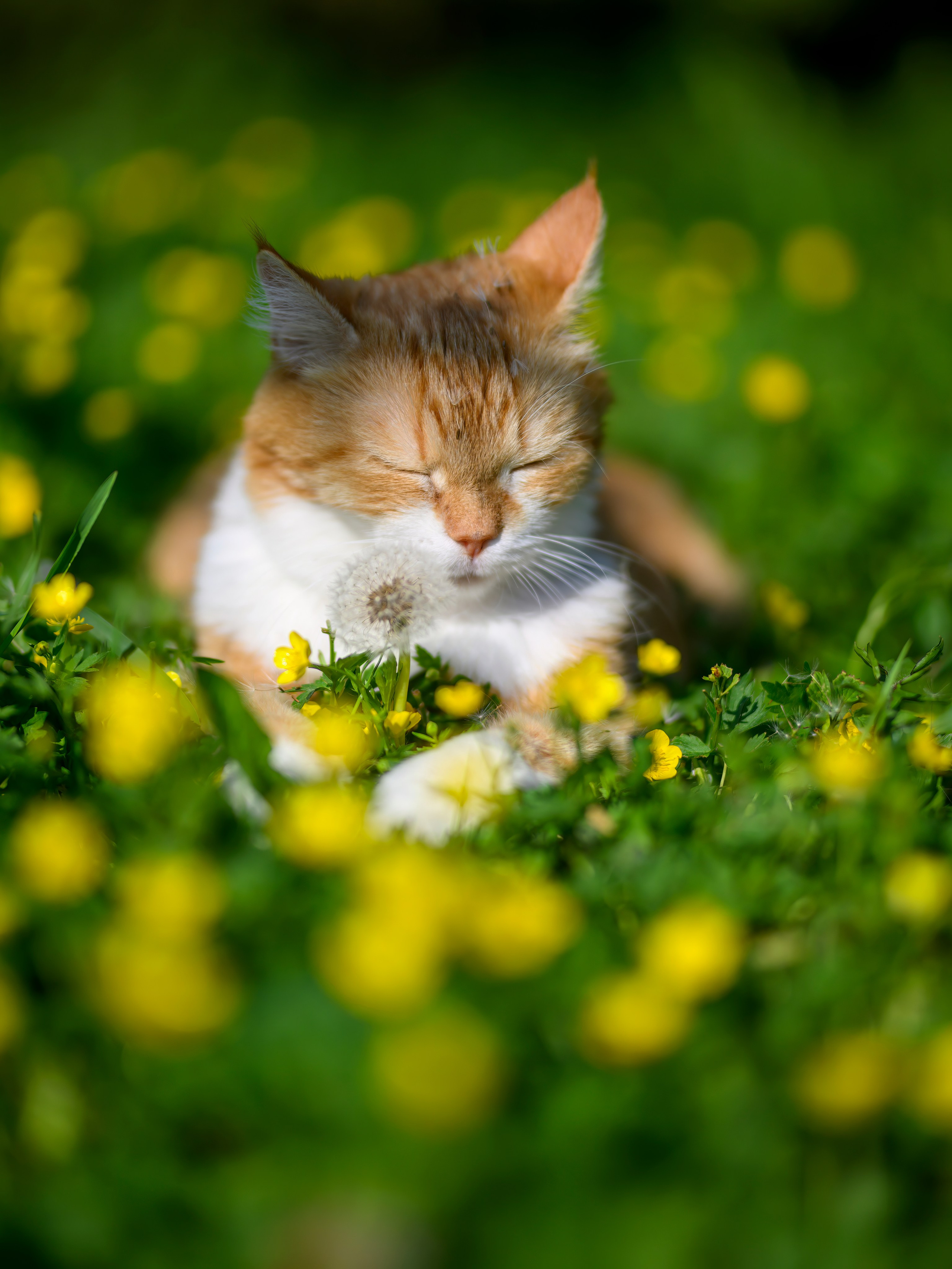 Рыжий!. Wildlife photography by Sergey Puponin