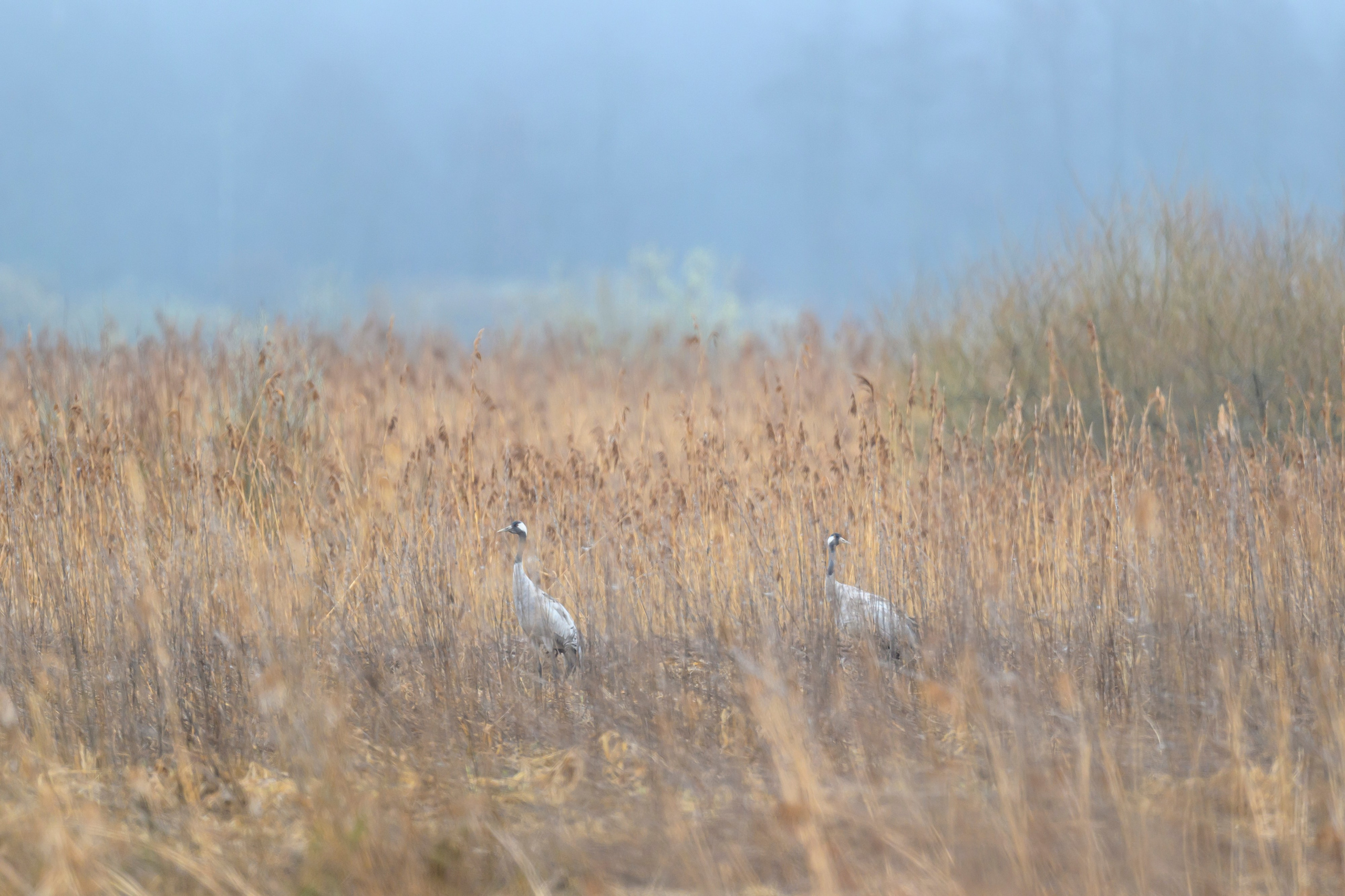 Гуси да журавли. Wildlife photography by Sergey Puponin