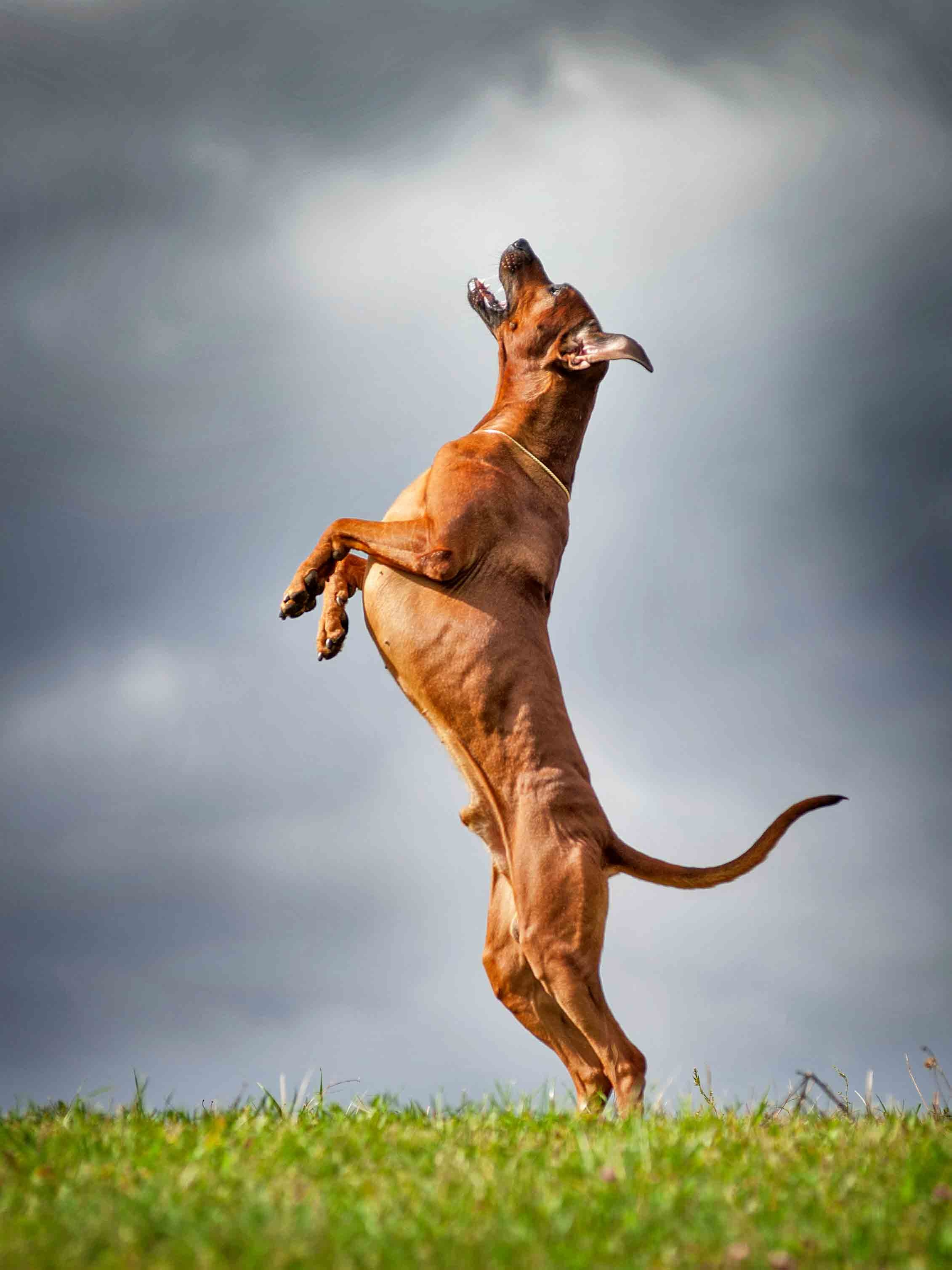 Собаки. Портретная и свадебная фотосъемка. Москва и область