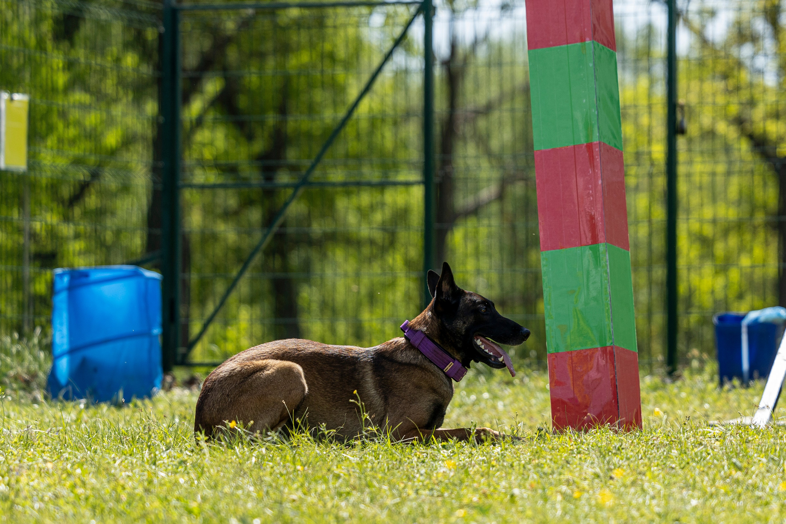 Испытания по мондьорингу в Нижнем Новгороде. Фотограф-анималист Анна Маринич