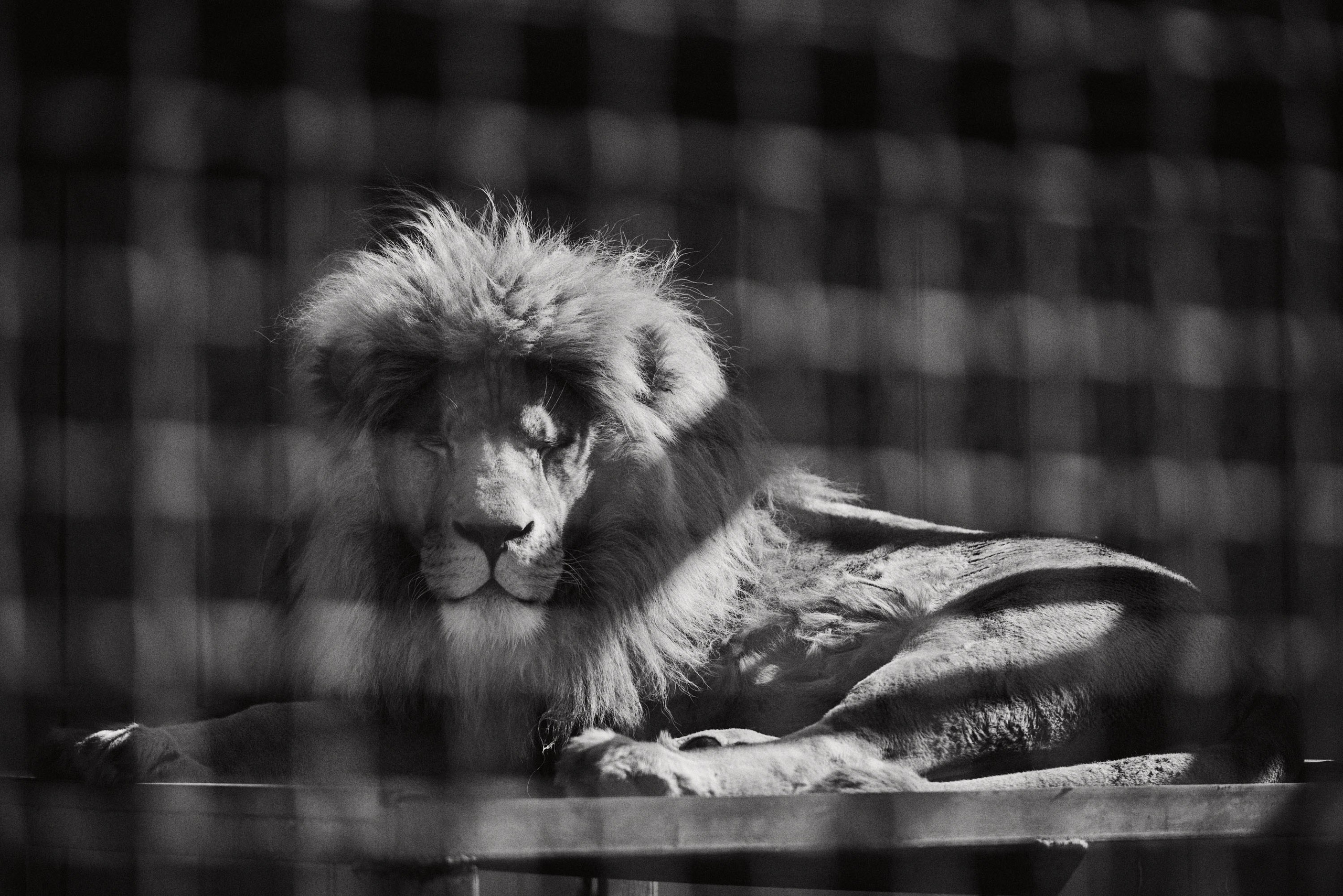 Зоопарк Иваново. Фотограф в Иваново: Каталожная съемка одежды и постельного белья, Wildberries