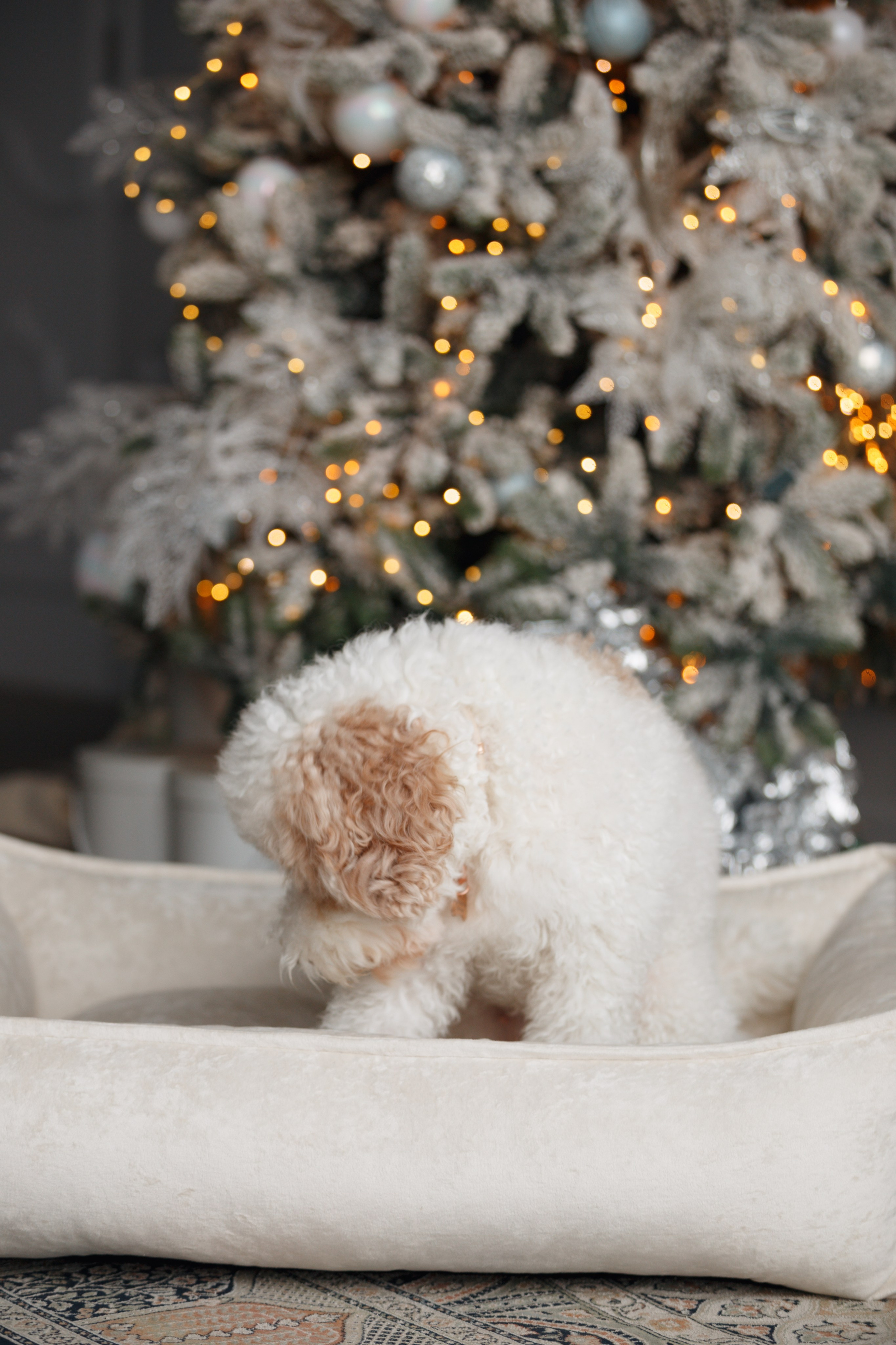 Bmbh лежанки и адресники. Фотограф анималист Кристина Карпова, Москва