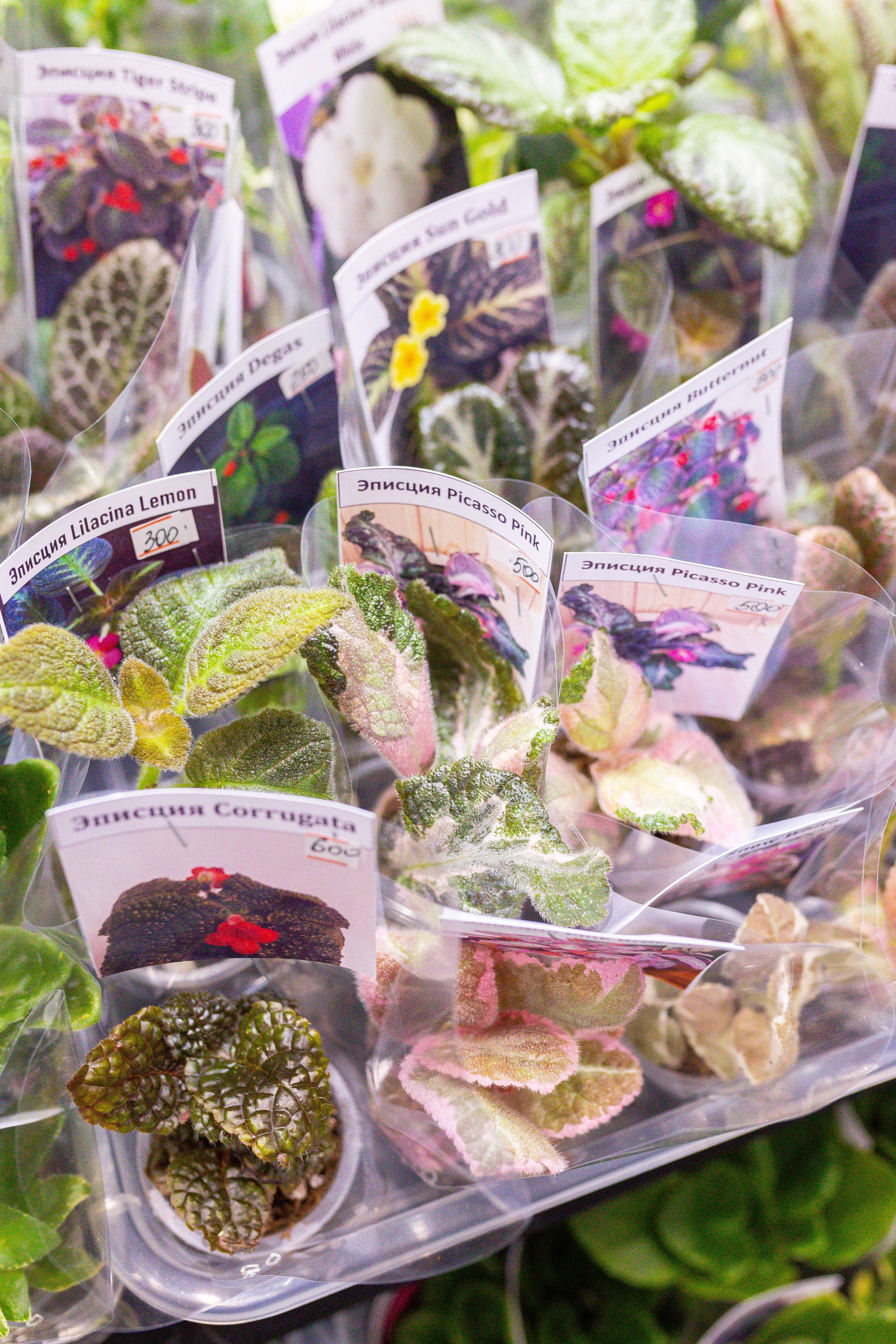 Монстериум 11–12 октября. Александра Куликова фотограф, Москва