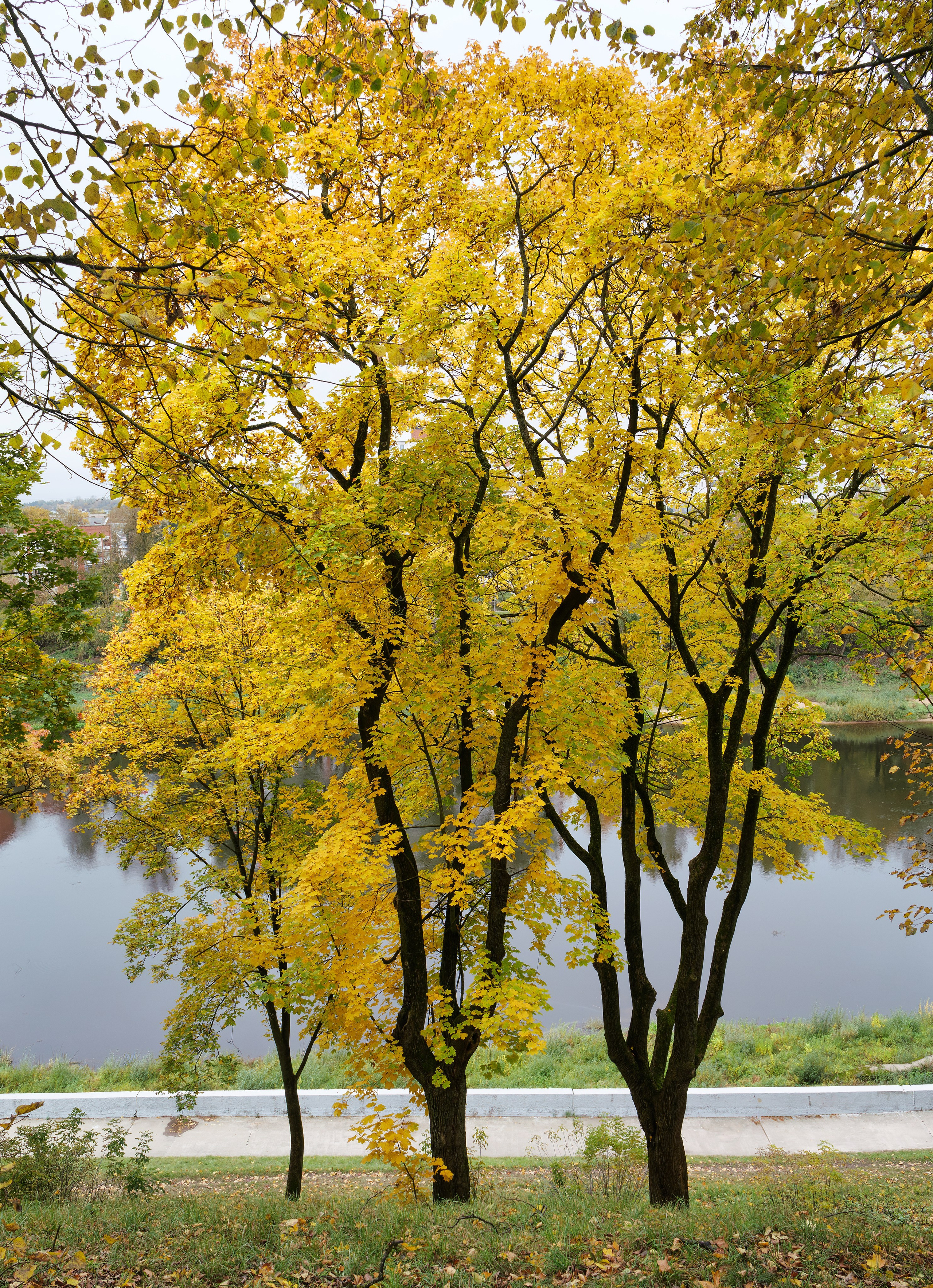 Витебск. Октябрь 2024. Фотограф Никифоров-Гордеев Сергей. Москва и МО